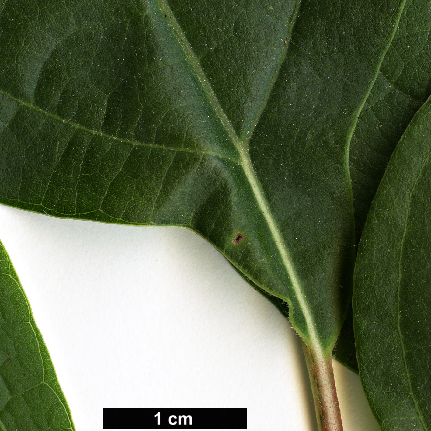 High resolution image: Family: Lauraceae - Genus: Sassafras - Taxon: albidum