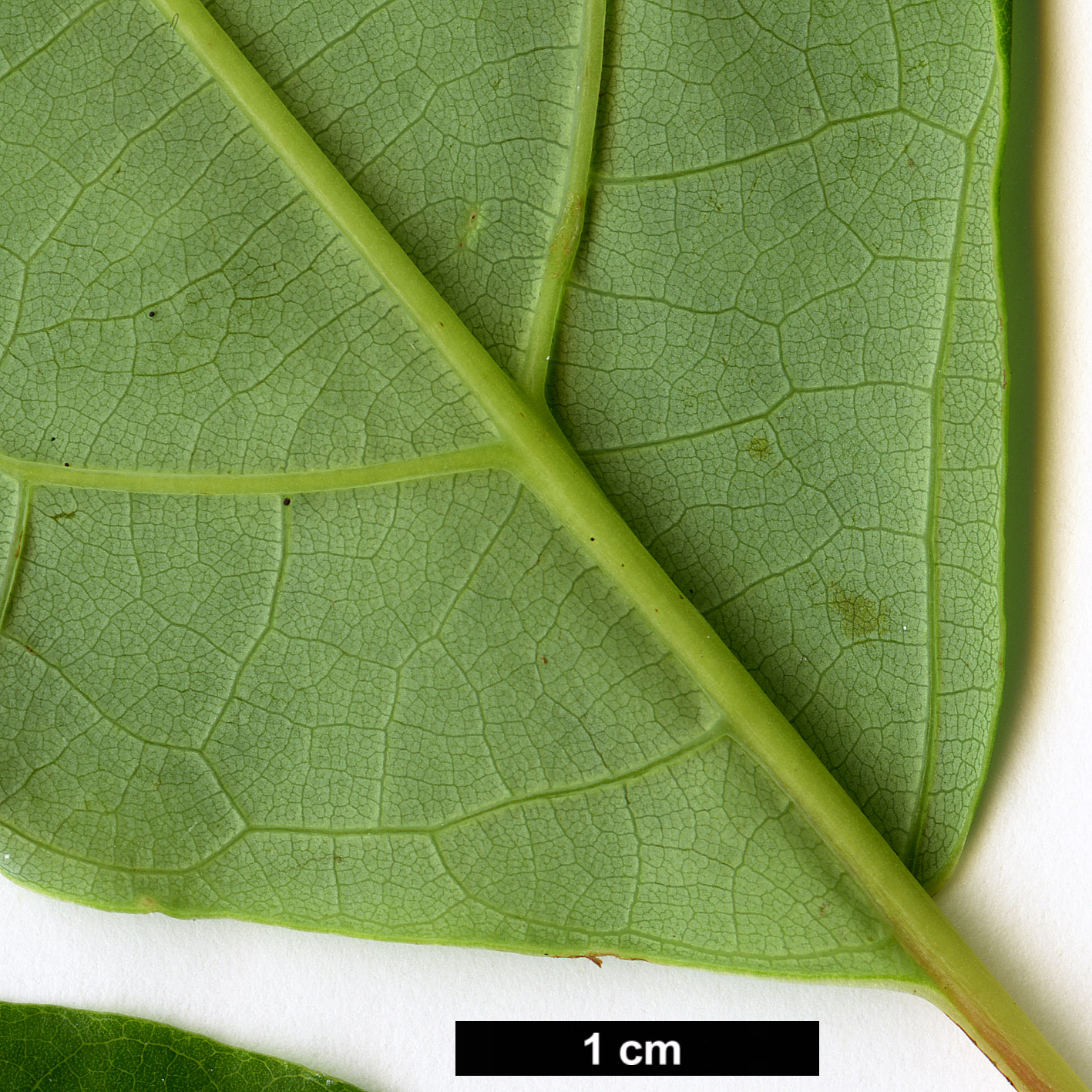 High resolution image: Family: Lauraceae - Genus: Sassafras - Taxon: tzumu
