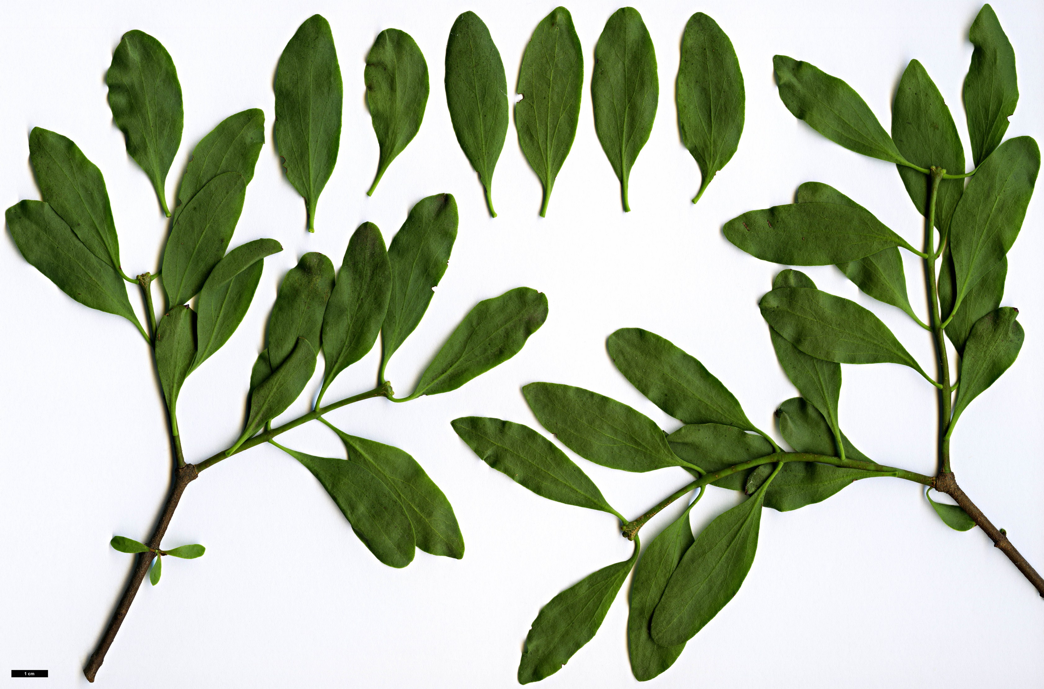 High resolution image: Family: Loranthaceae - Genus: Loranthus - Taxon: europaeus