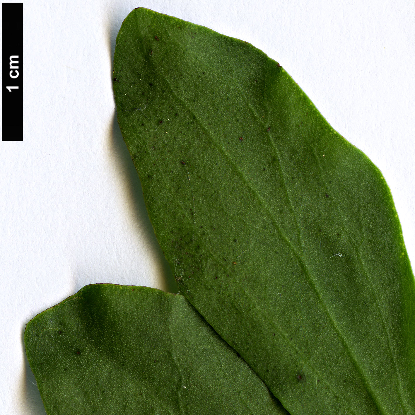 High resolution image: Family: Loranthaceae - Genus: Loranthus - Taxon: europaeus