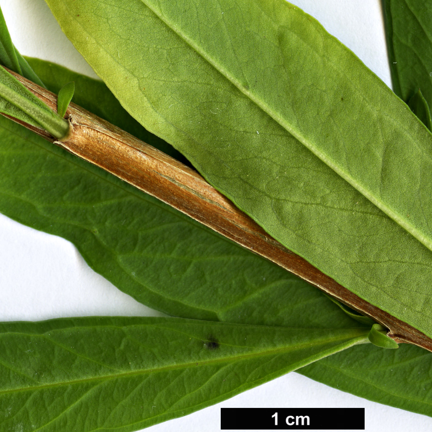 High resolution image: Family: Lythraceae - Genus: Heimia - Taxon: salicifolia