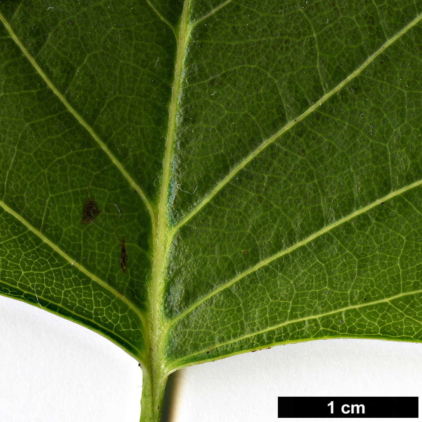 High resolution image: Family: Magnoliaceae - Genus: Liriodendron - Taxon: tulipifera