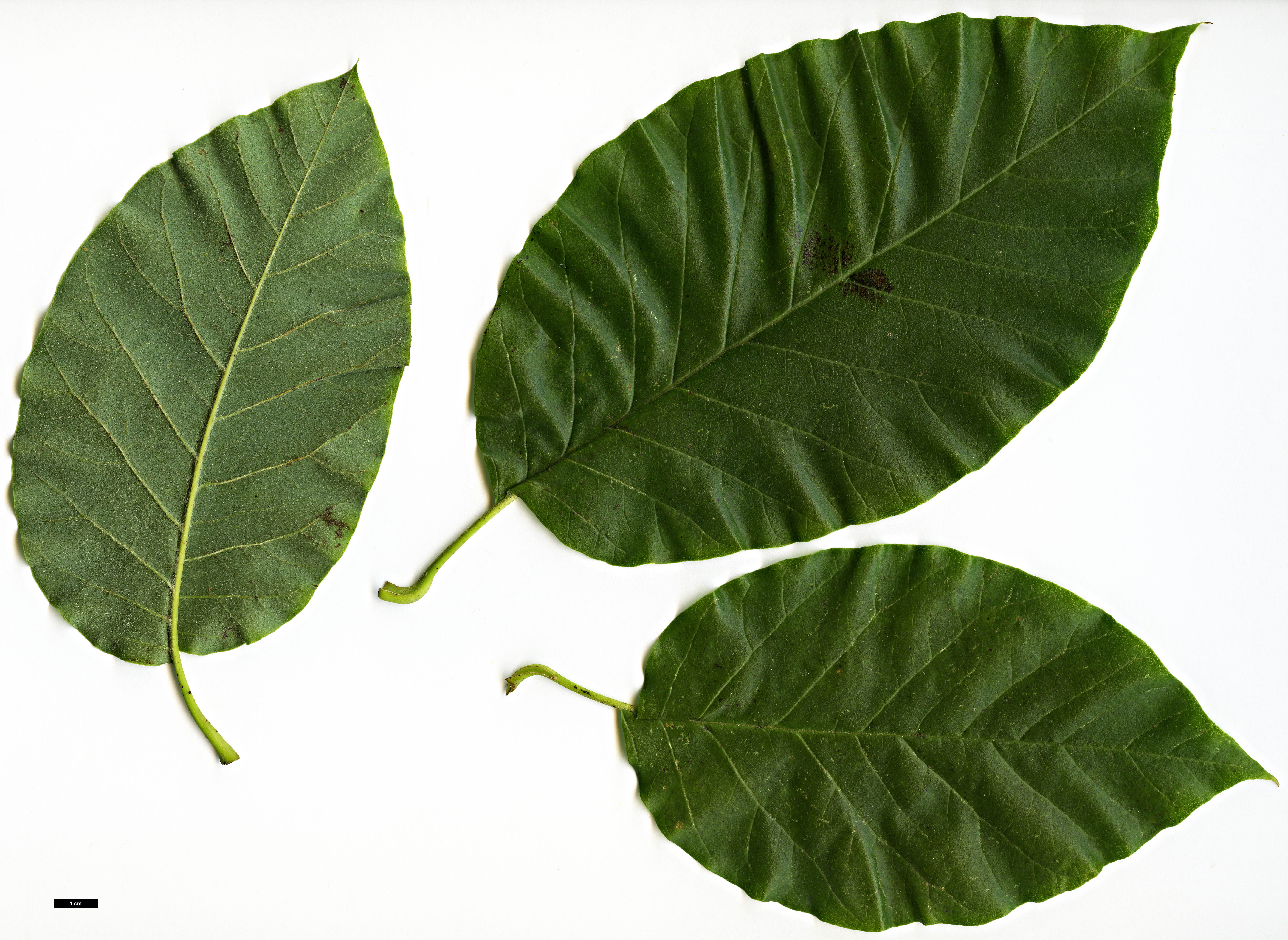 High resolution image: Family: Magnoliaceae - Genus: Magnolia - Taxon: acuminata