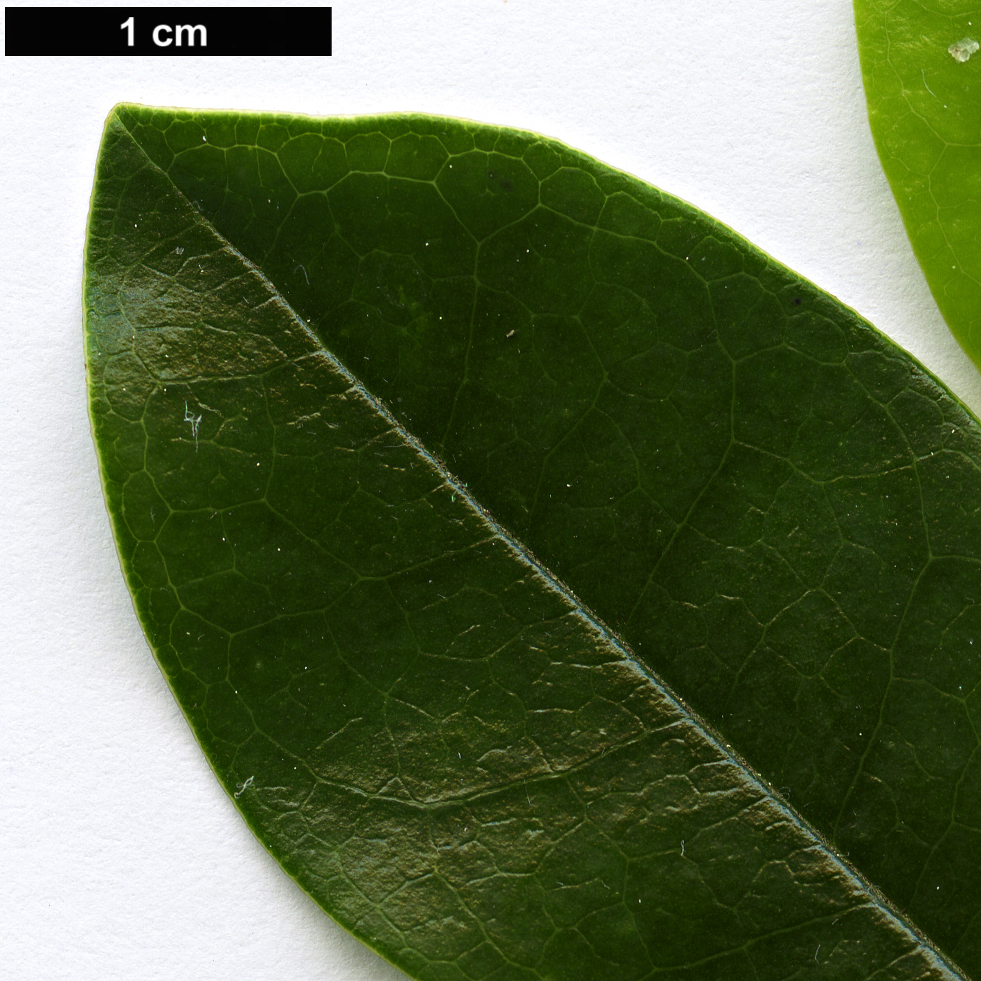High resolution image: Family: Magnoliaceae - Genus: Magnolia - Taxon: amabilis