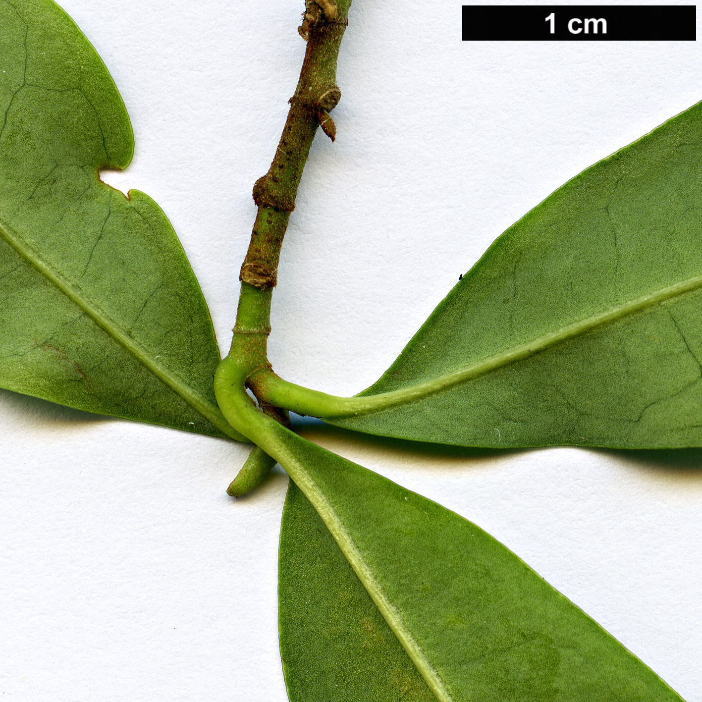 High resolution image: Family: Magnoliaceae - Genus: Magnolia - Taxon: amabilis