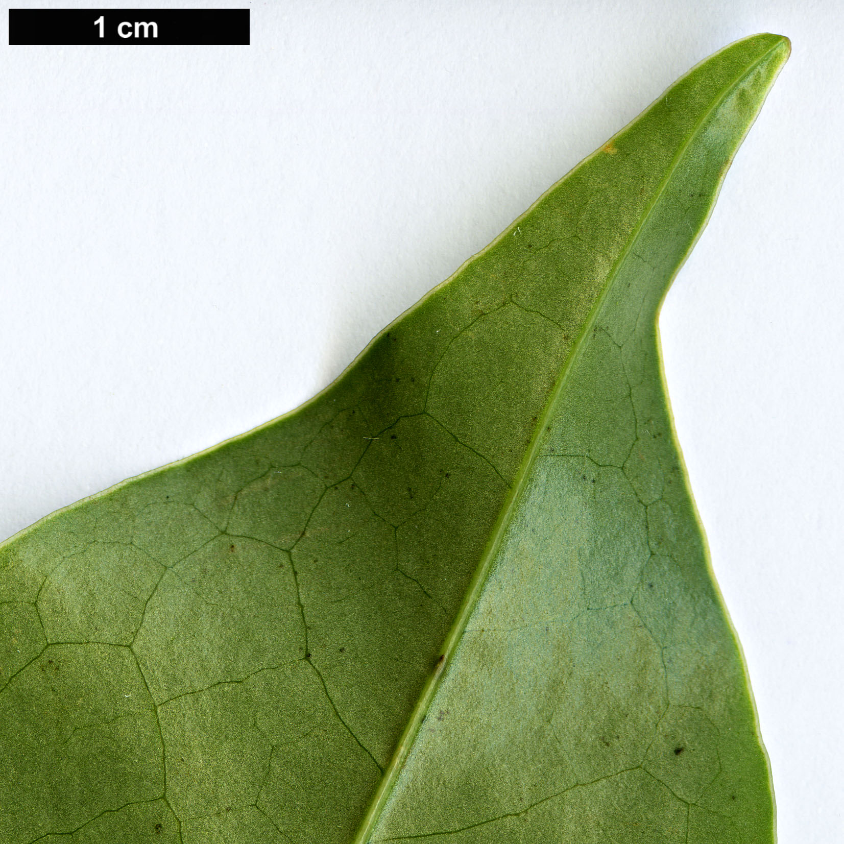 High resolution image: Family: Magnoliaceae - Genus: Magnolia - Taxon: aromatica