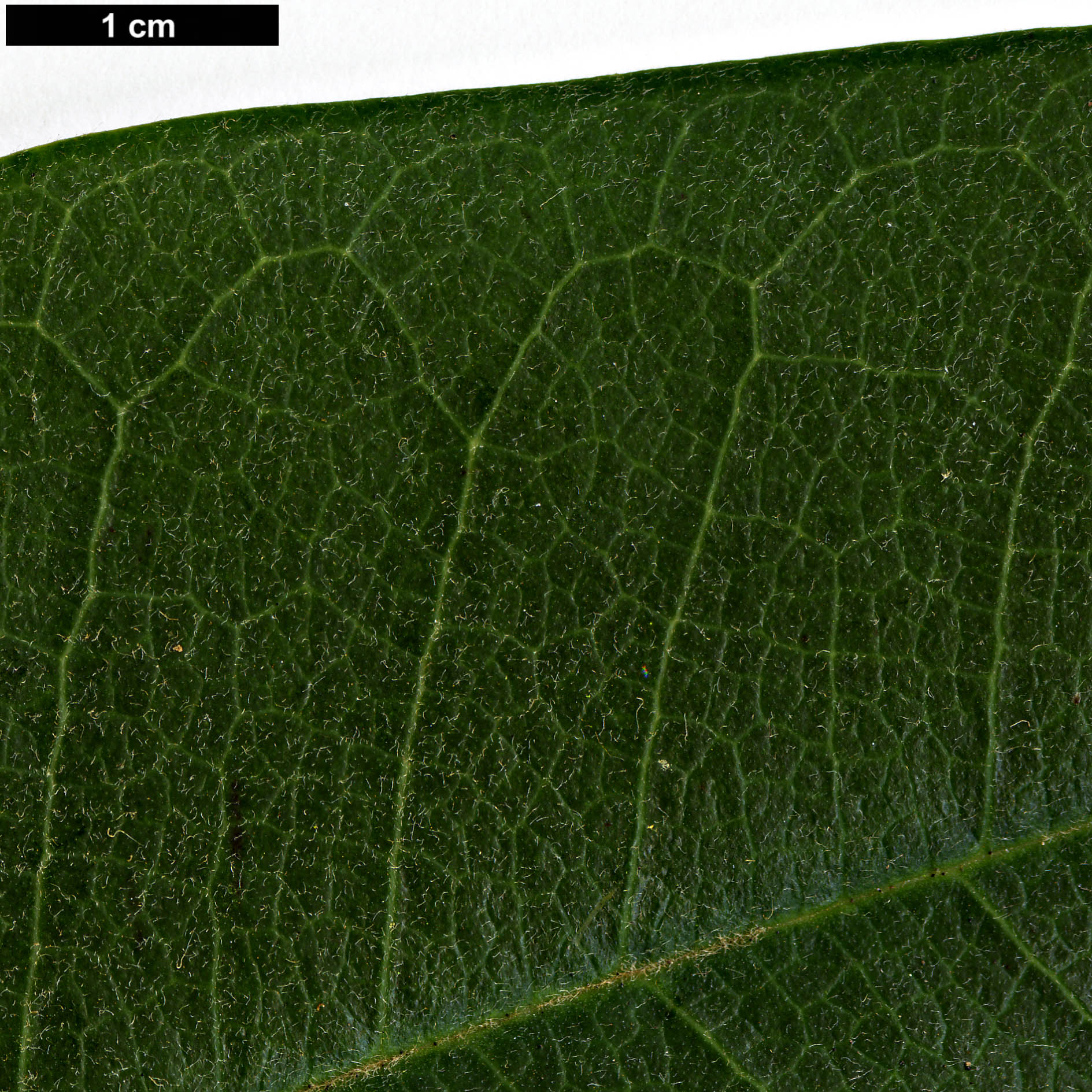 High resolution image: Family: Magnoliaceae - Genus: Magnolia - Taxon: calcicola