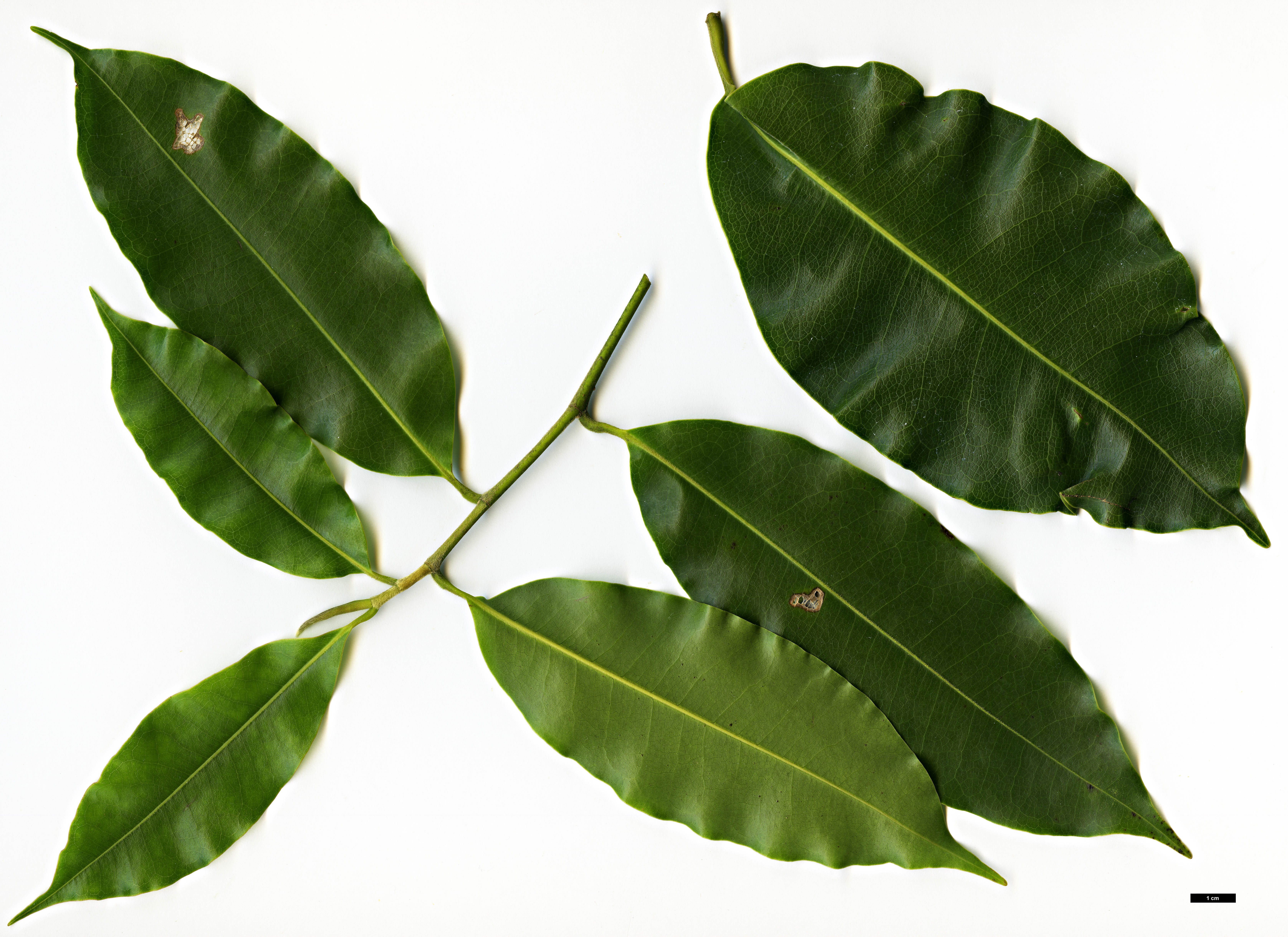 High resolution image: Family: Magnoliaceae - Genus: Magnolia - Taxon: cathcartii