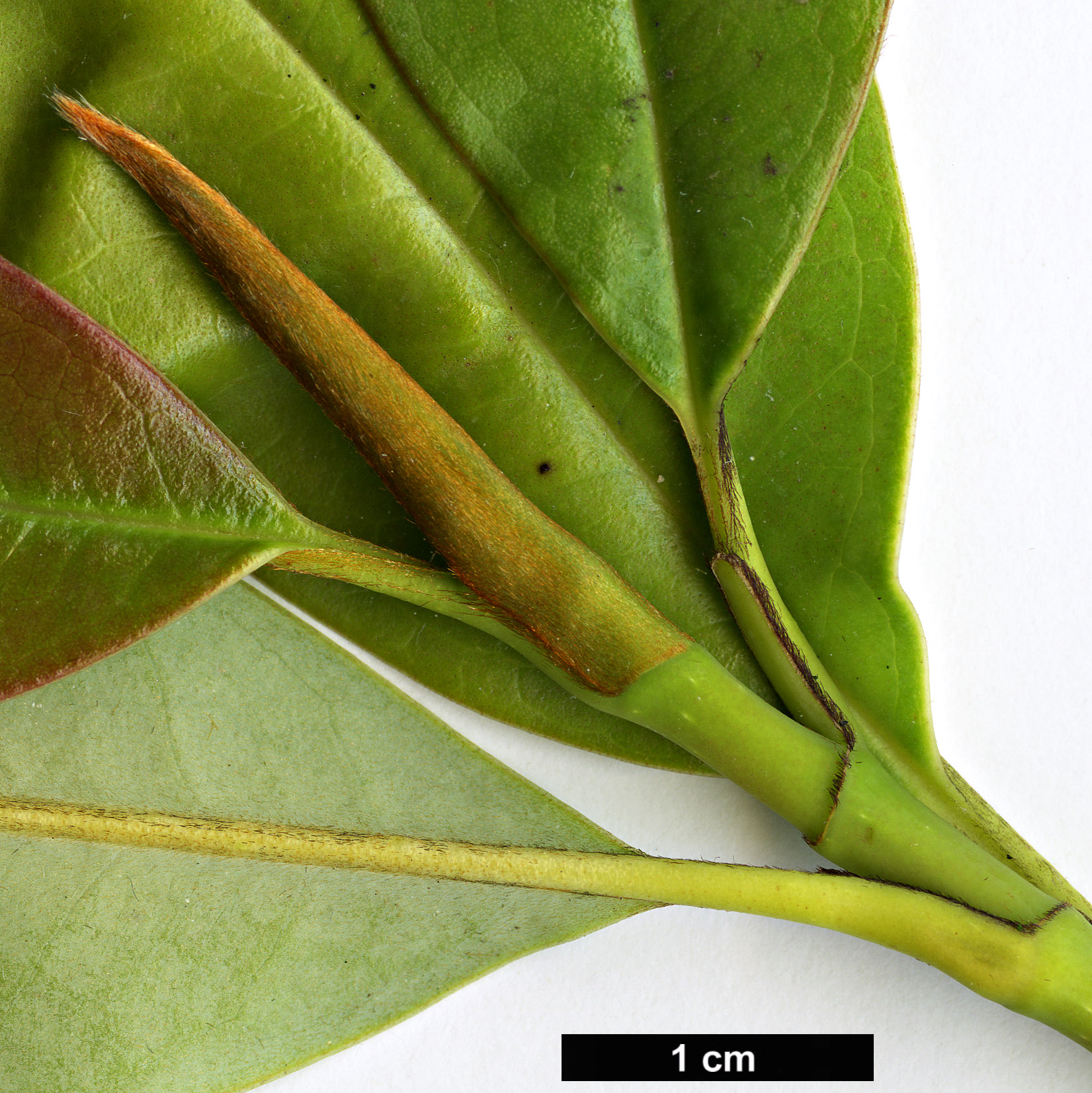 High resolution image: Family: Magnoliaceae - Genus: Magnolia - Taxon: caveana