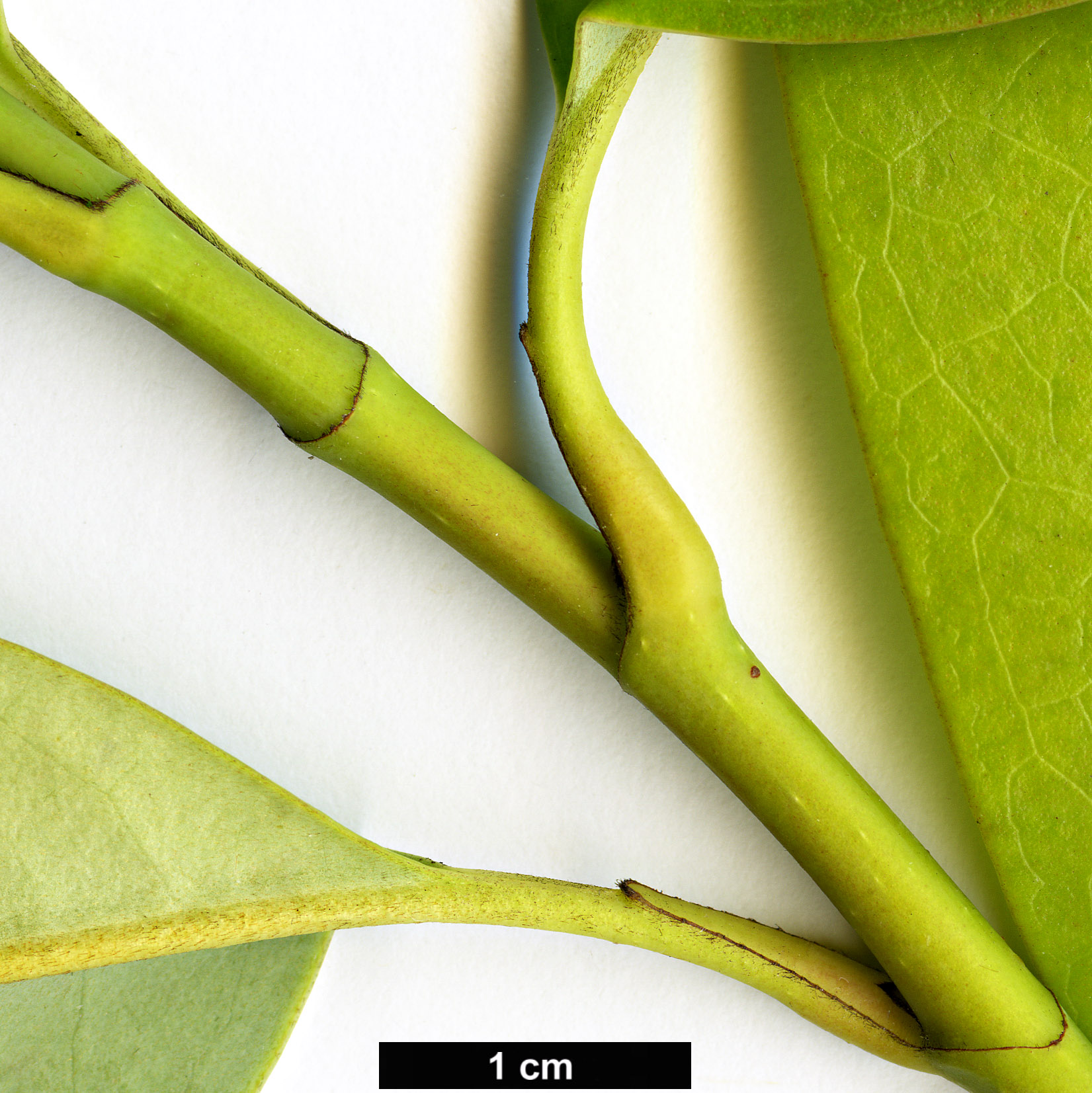 High resolution image: Family: Magnoliaceae - Genus: Magnolia - Taxon: caveana