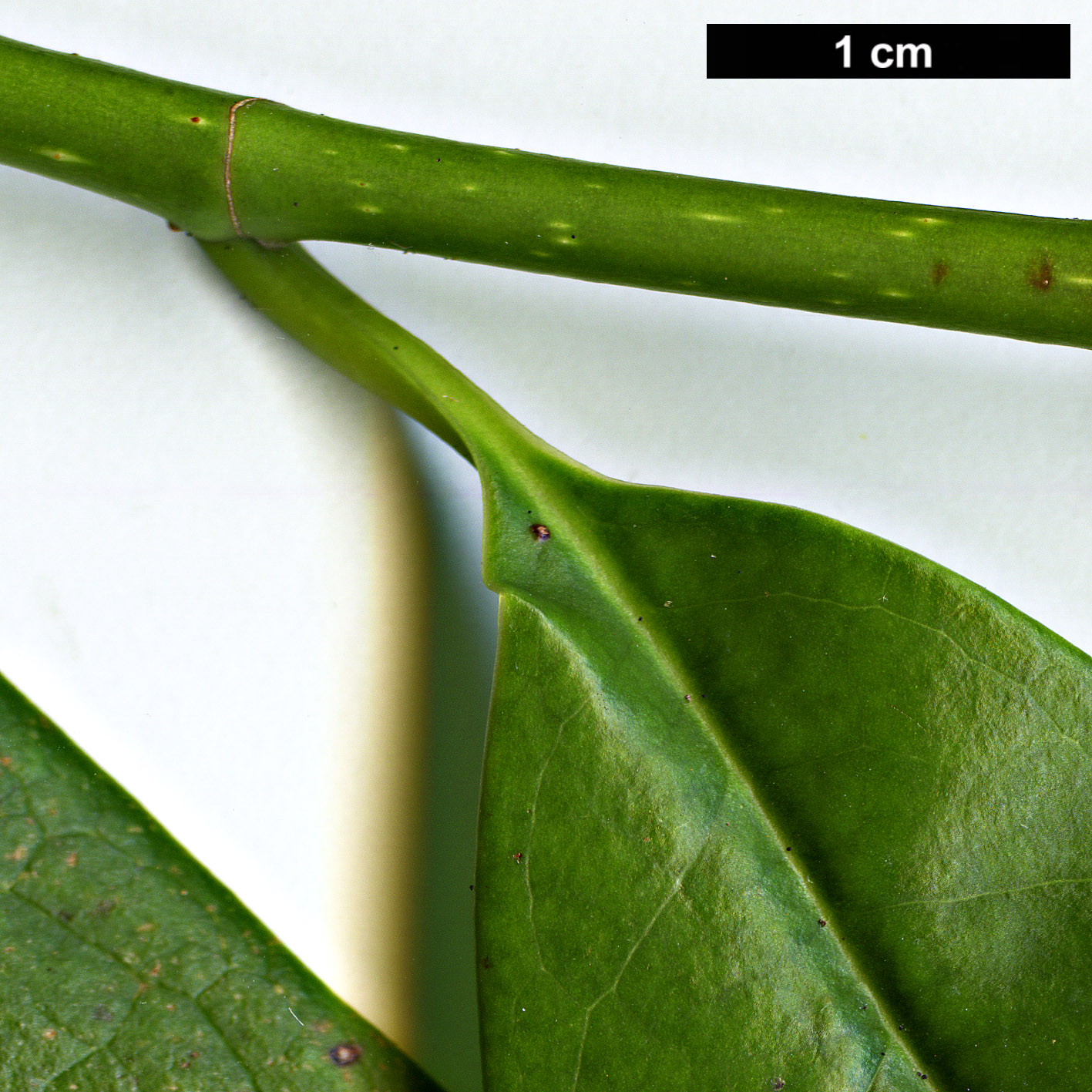 High resolution image: Family: Magnoliaceae - Genus: Magnolia - Taxon: chapensis