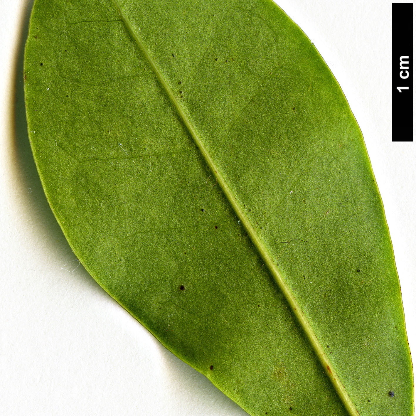 High resolution image: Family: Magnoliaceae - Genus: Magnolia - Taxon: compressa