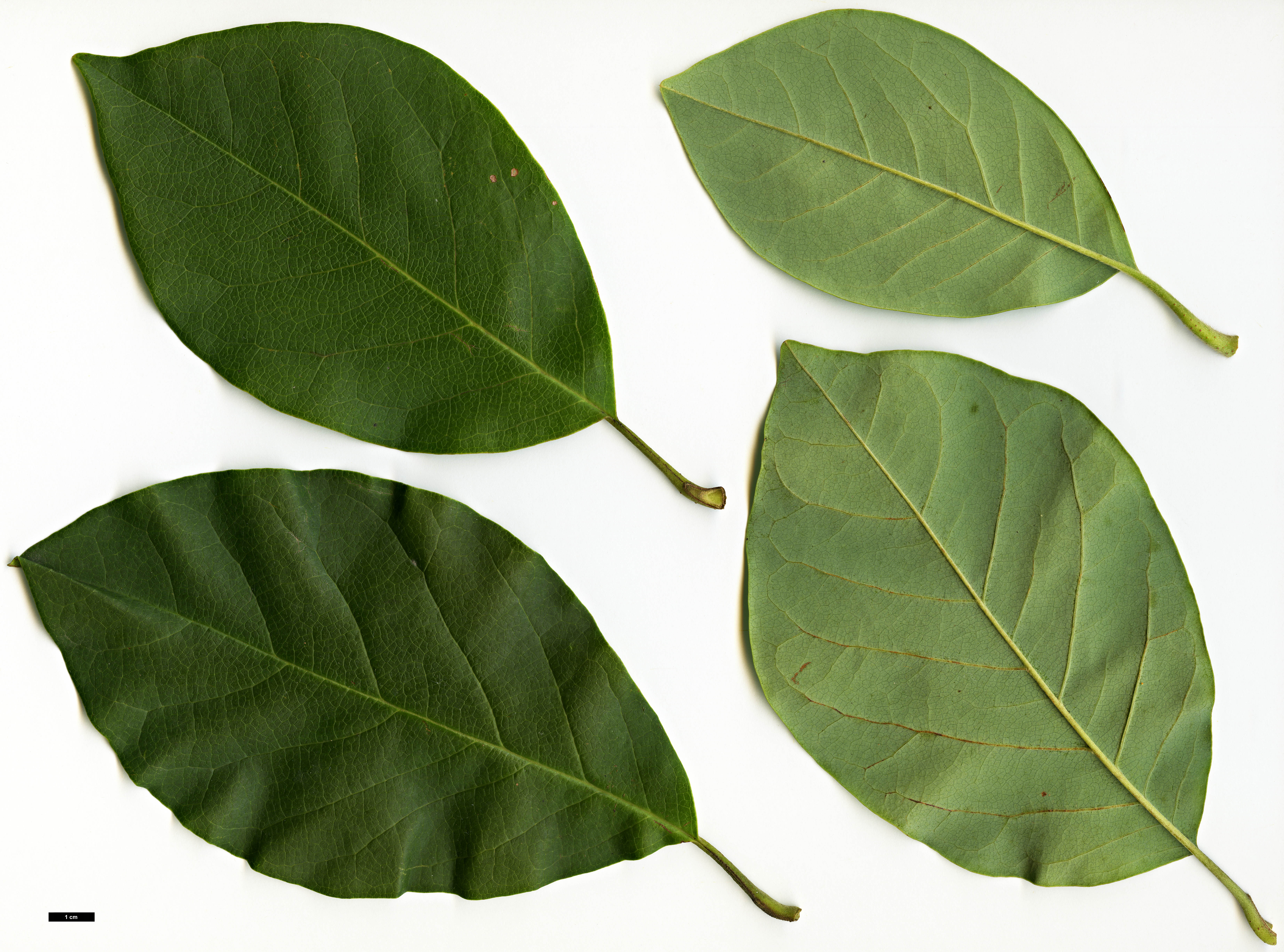 High resolution image: Family: Magnoliaceae - Genus: Magnolia - Taxon: cylindrica