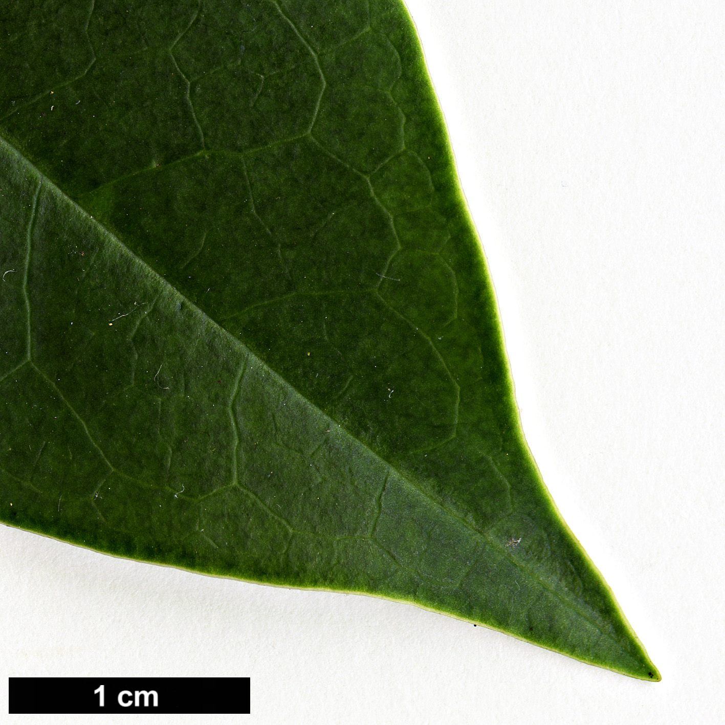 High resolution image: Family: Magnoliaceae - Genus: Magnolia - Taxon: duclouxii