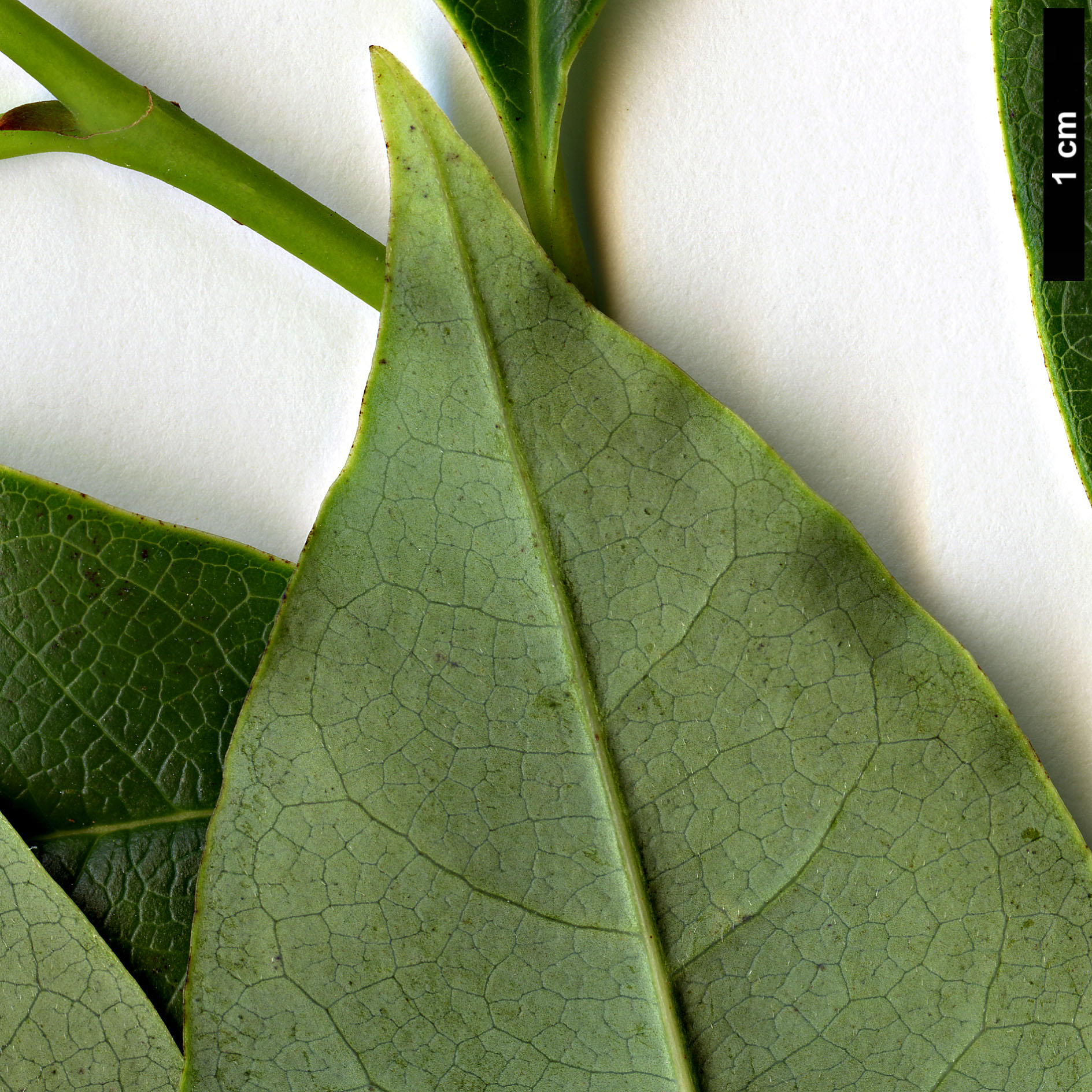 High resolution image: Family: Magnoliaceae - Genus: Magnolia - Taxon: ernestii