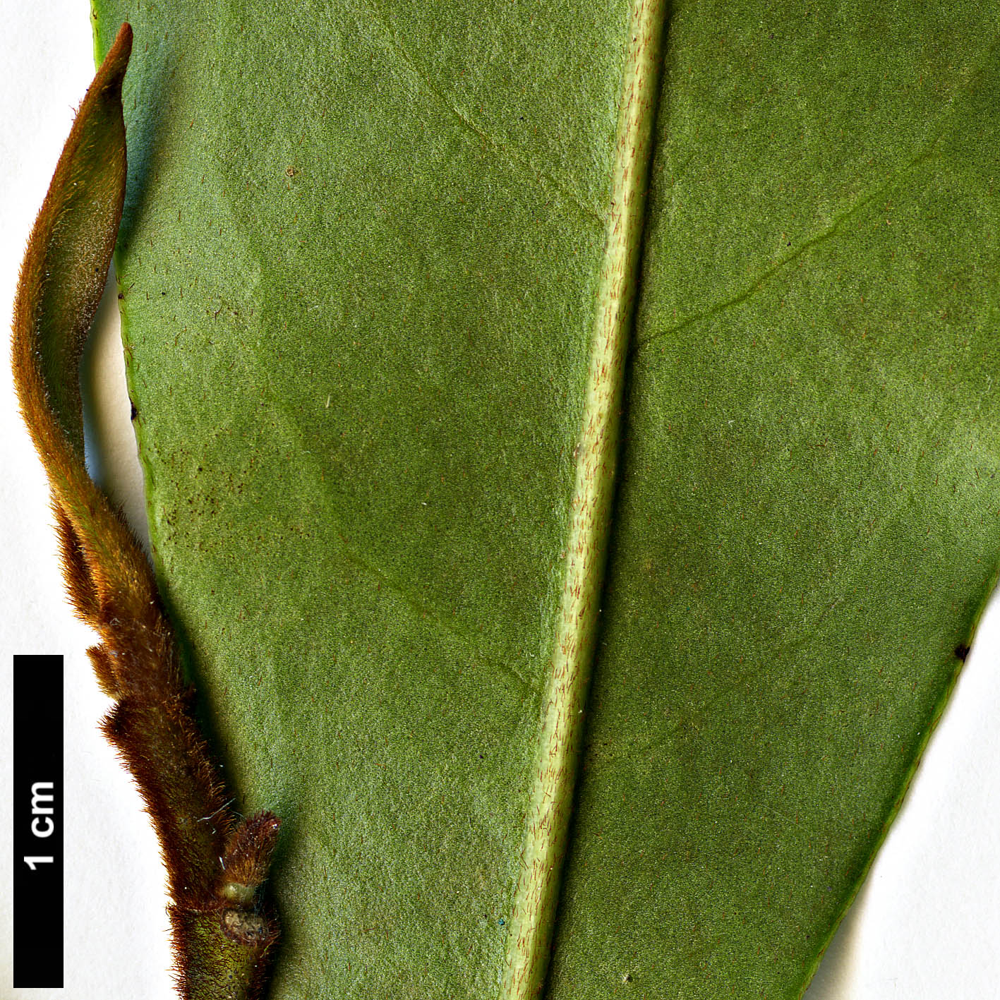High resolution image: Family: Magnoliaceae - Genus: Magnolia - Taxon: figo