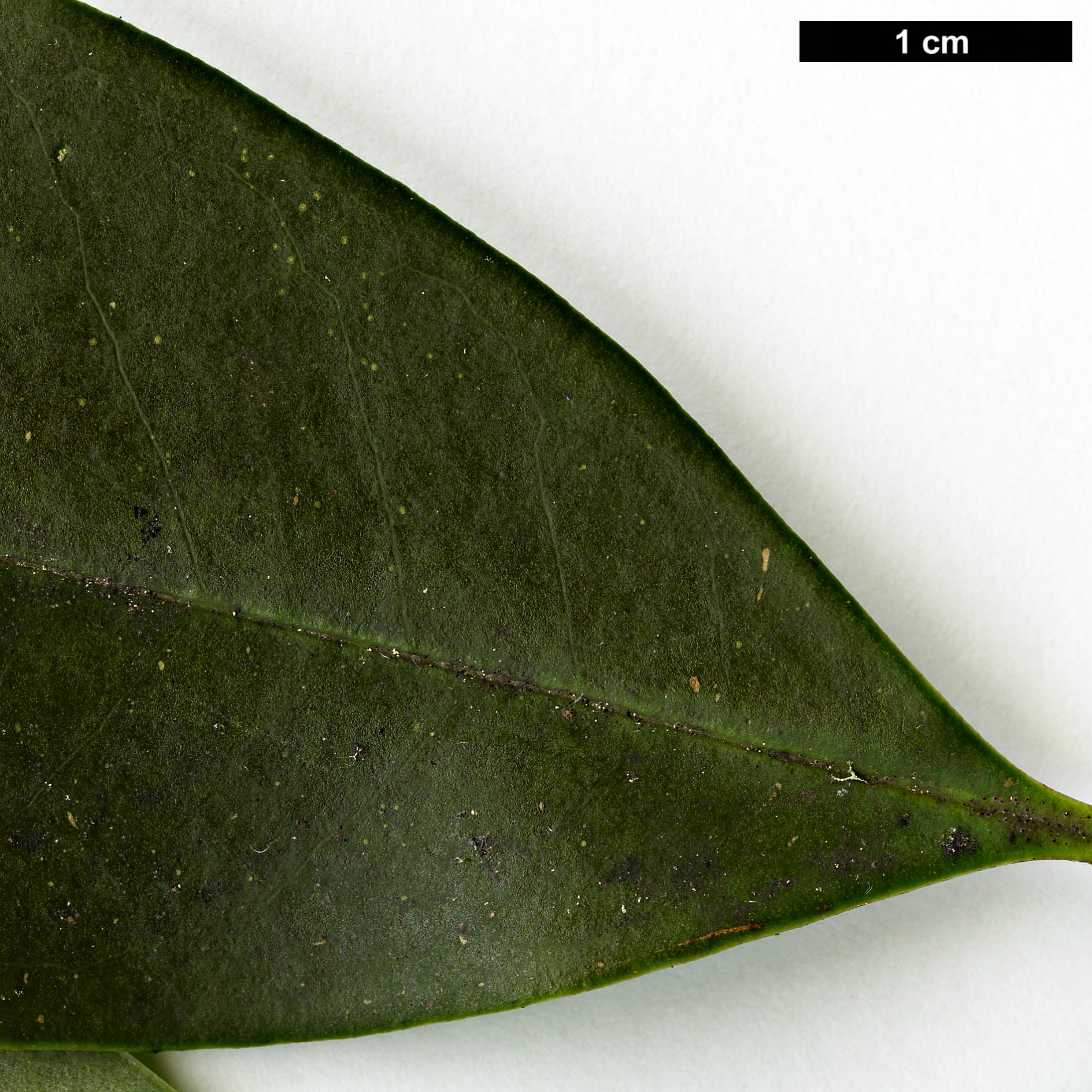 High resolution image: Family: Magnoliaceae - Genus: Magnolia - Taxon: forrestii