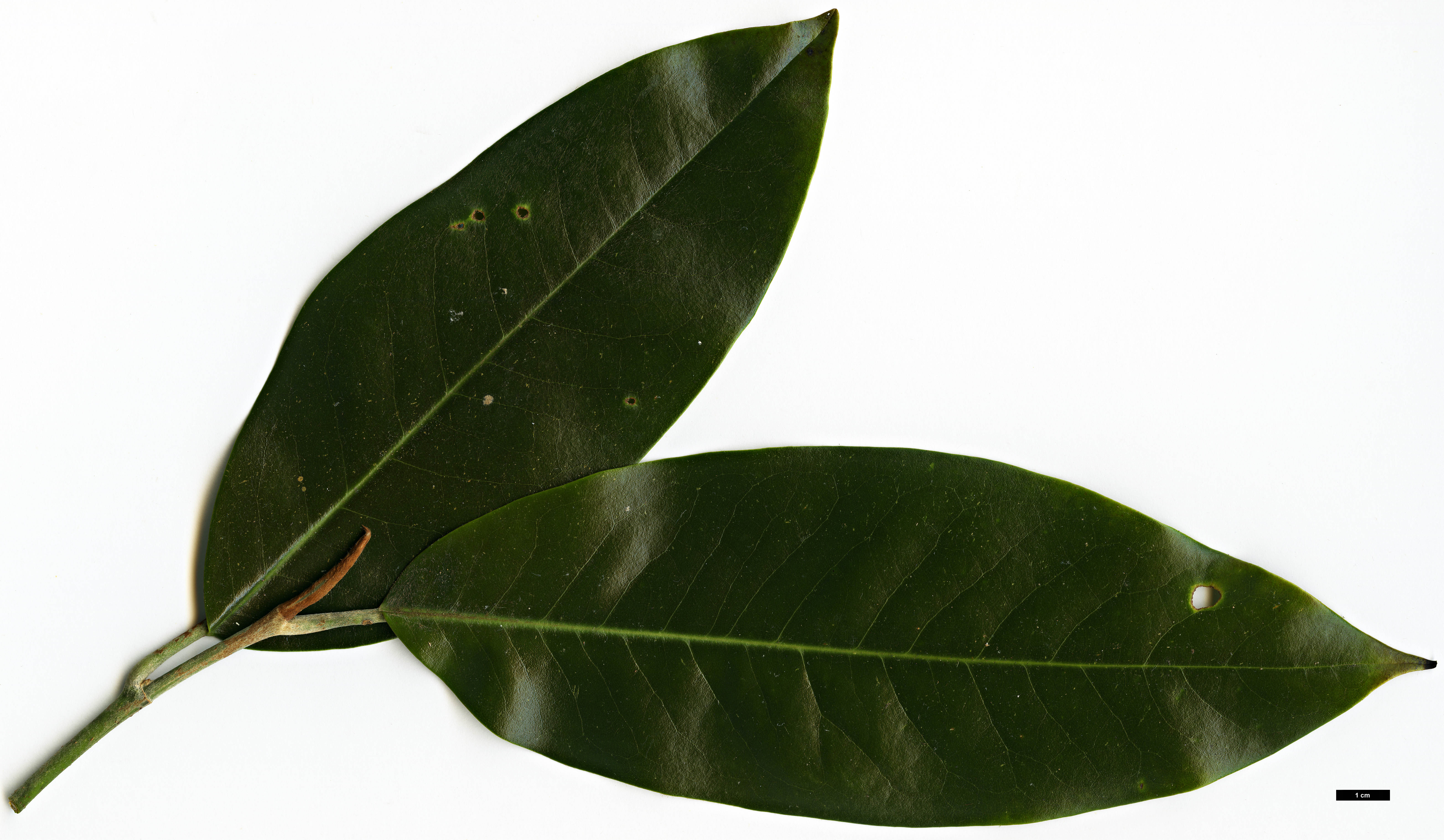High resolution image: Family: Magnoliaceae - Genus: Magnolia - Taxon: foveolata
