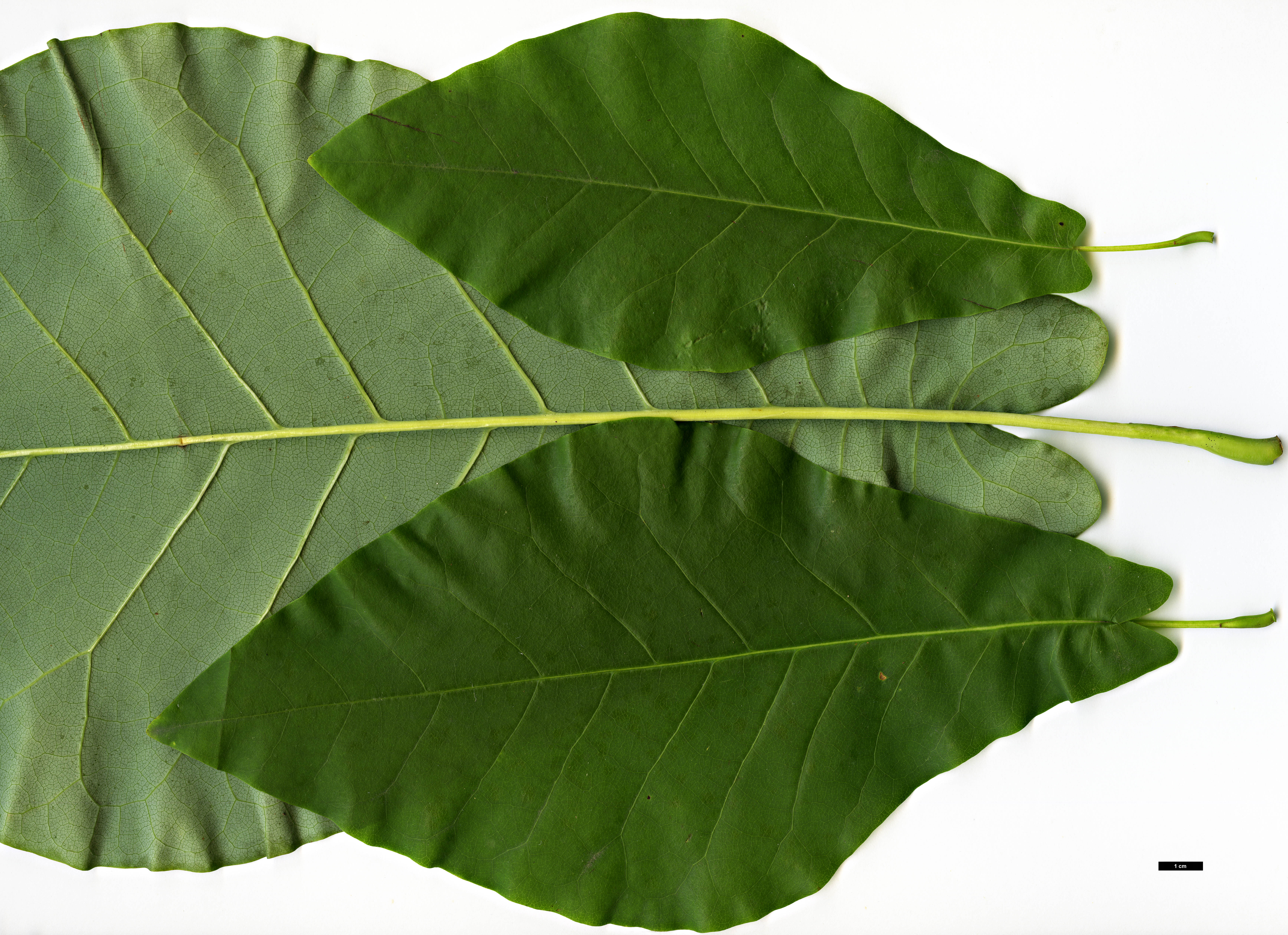 High resolution image: Family: Magnoliaceae - Genus: Magnolia - Taxon: fraseri