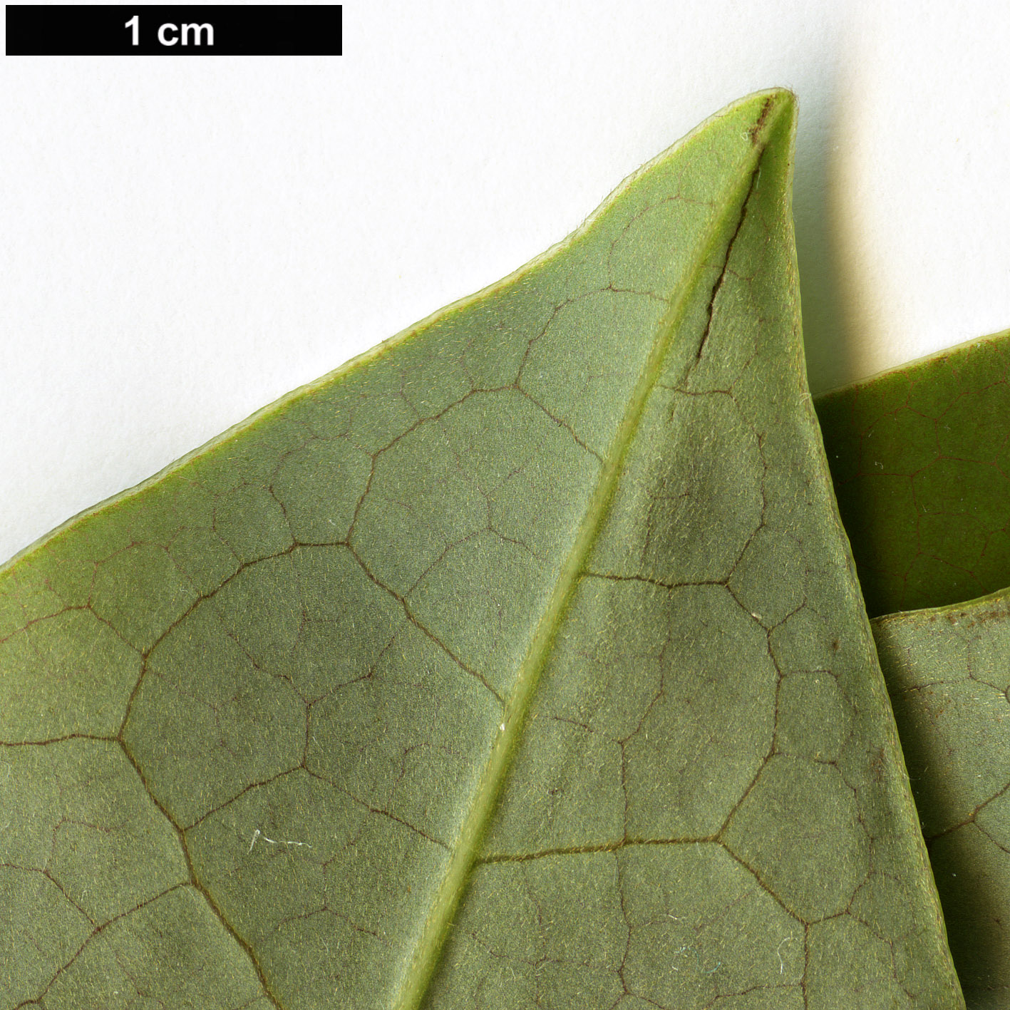 High resolution image: Family: Magnoliaceae - Genus: Magnolia - Taxon: garrettii