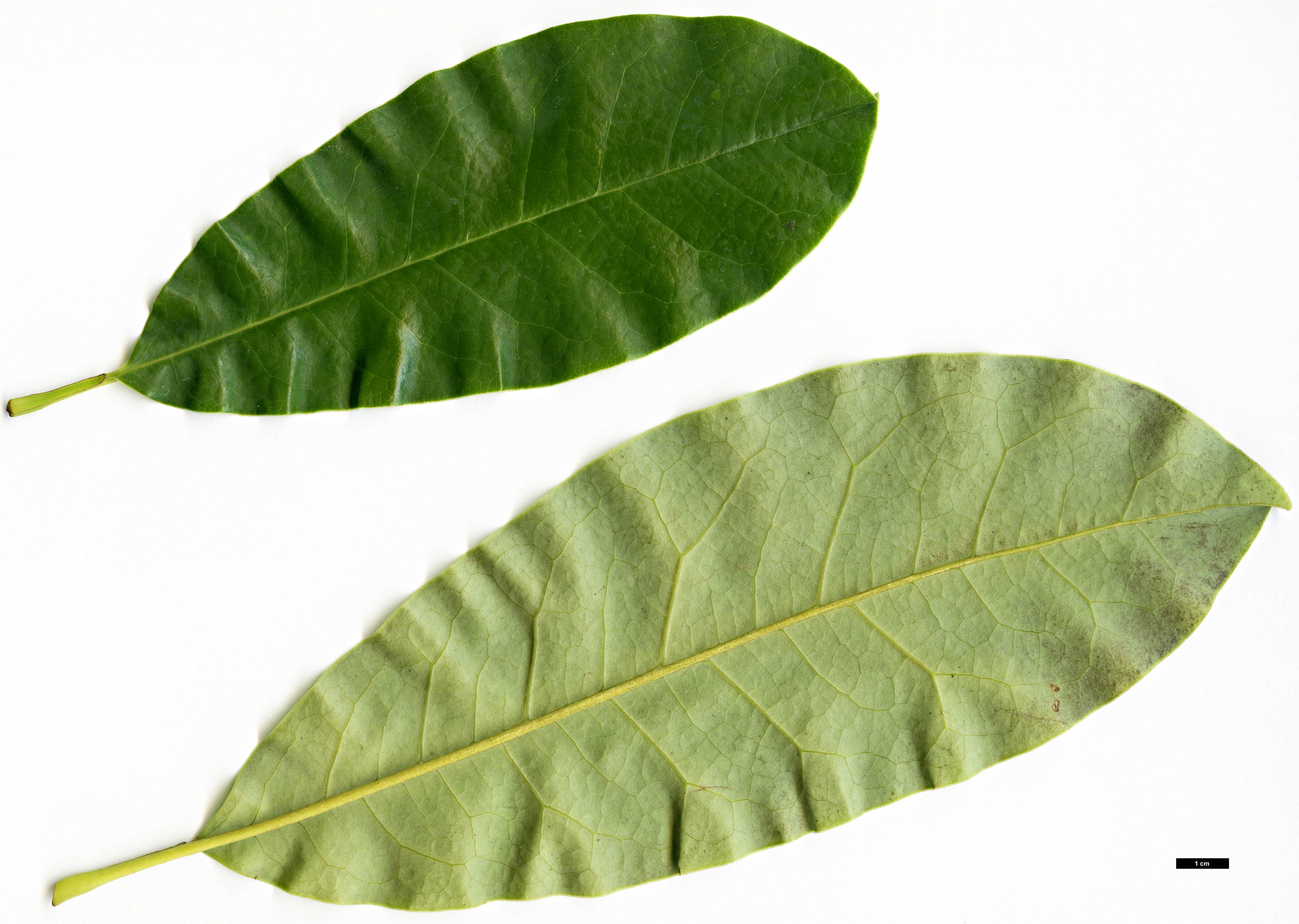 High resolution image: Family: Magnoliaceae - Genus: Magnolia - Taxon: garrettii