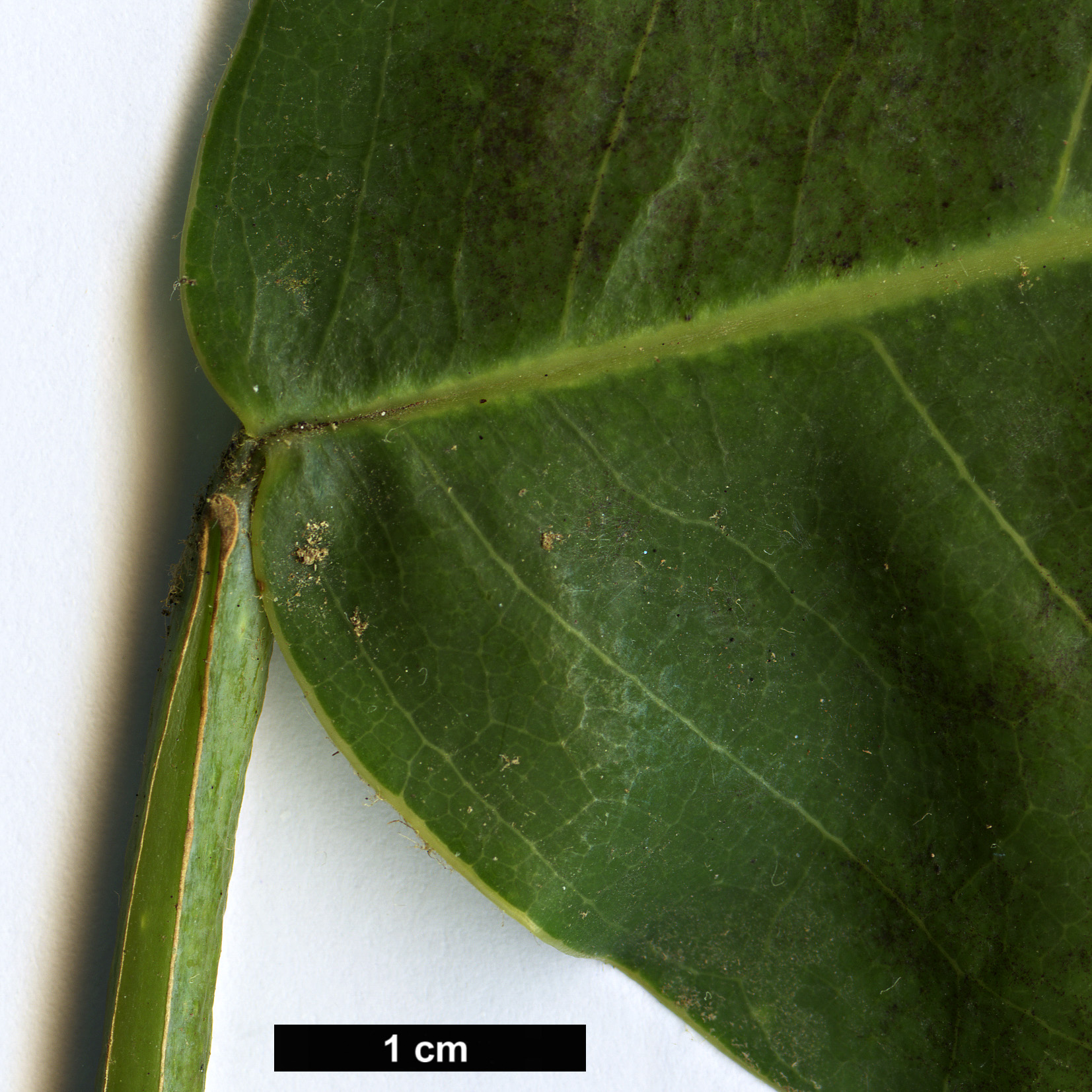 High resolution image: Family: Magnoliaceae - Genus: Magnolia - Taxon: gloriensis