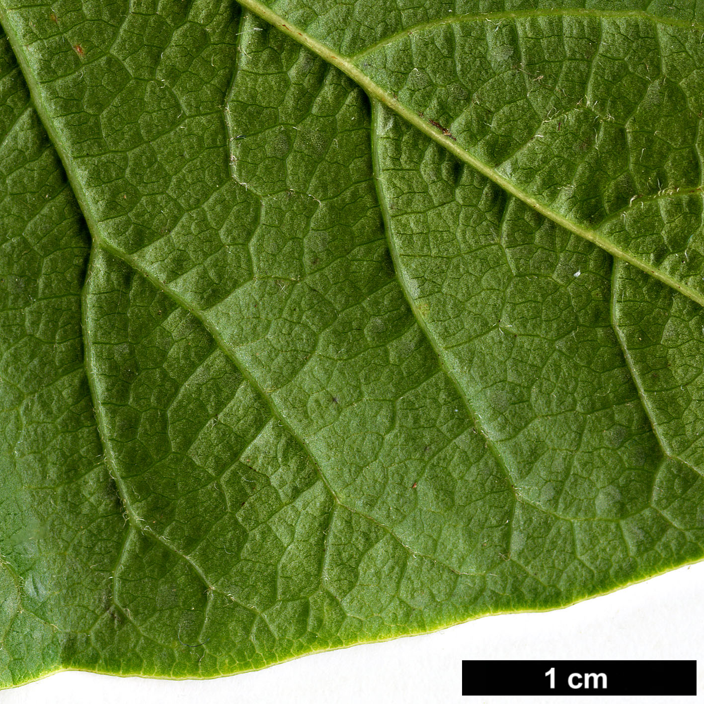 High resolution image: Family: Magnoliaceae - Genus: Magnolia - Taxon: kobus