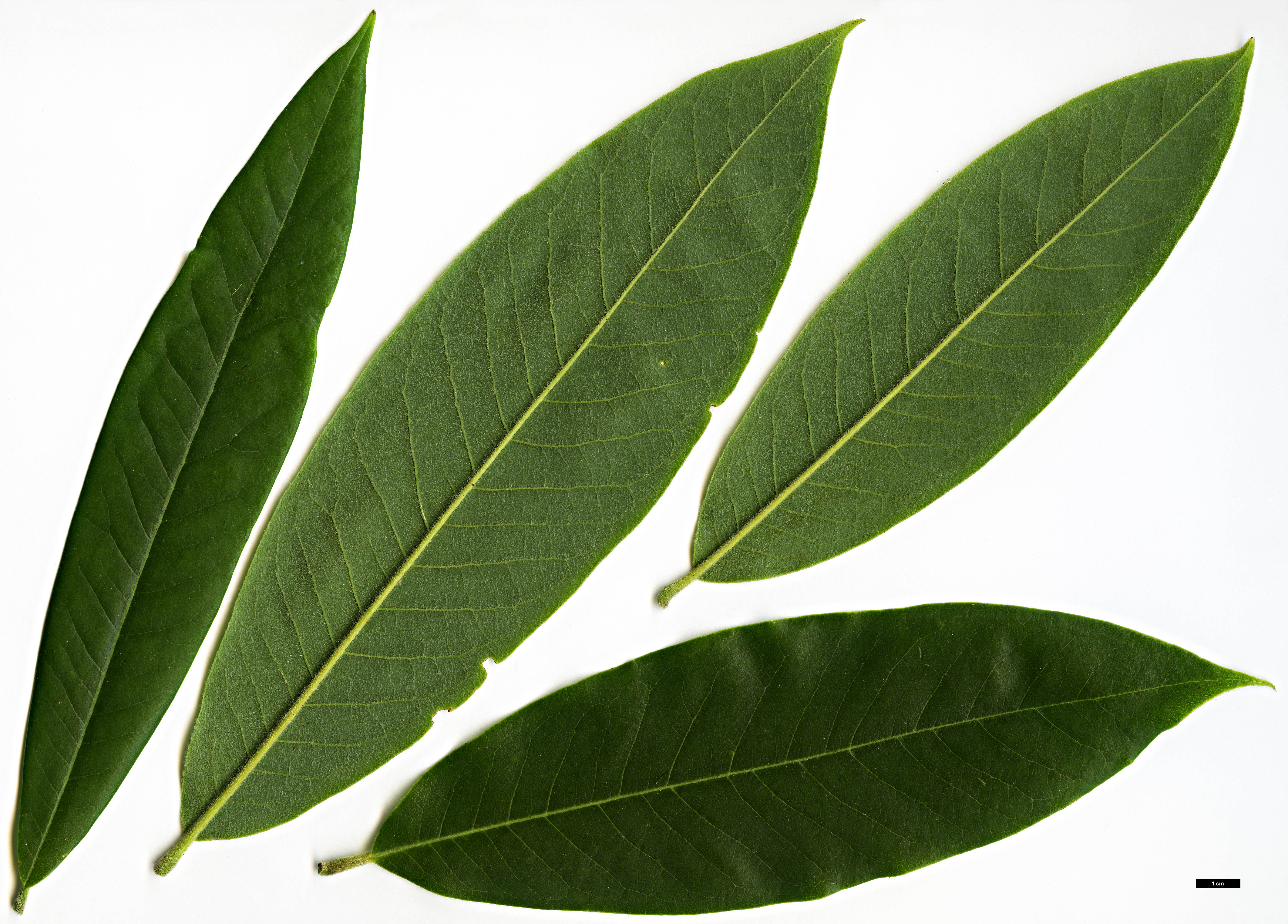 High resolution image: Family: Magnoliaceae - Genus: Magnolia - Taxon: lanuginosa