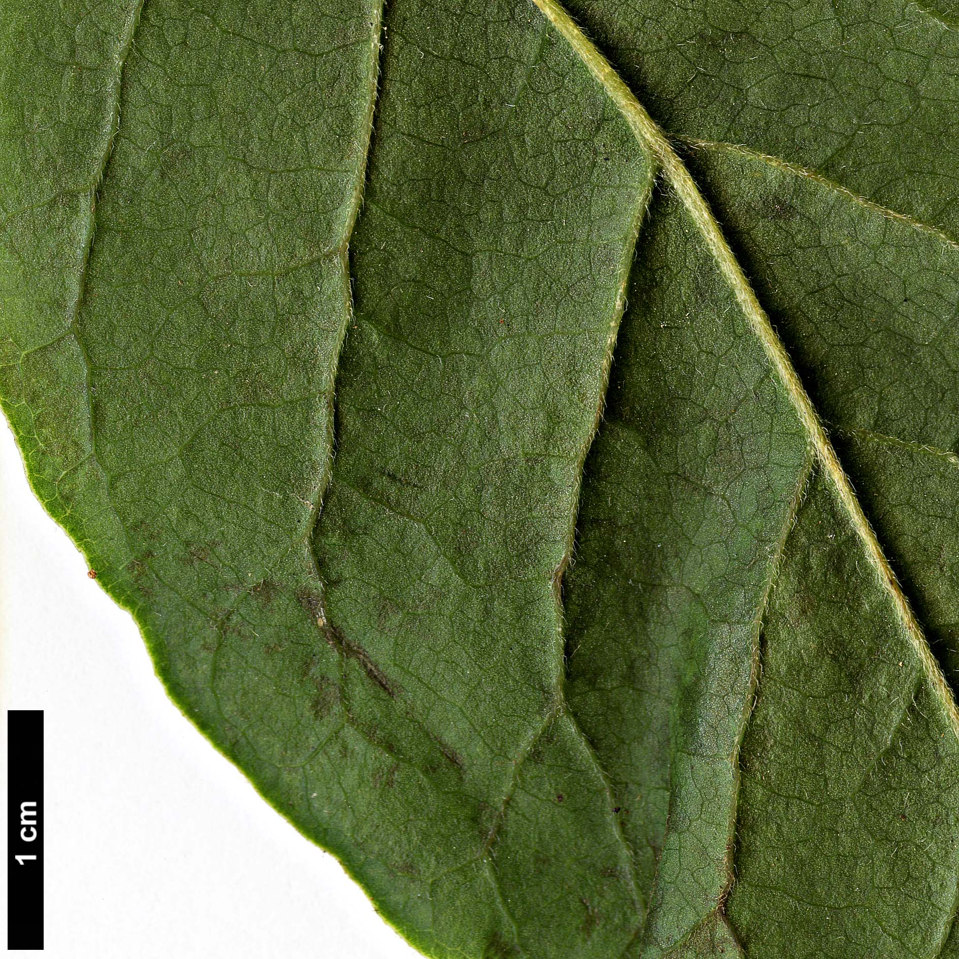 High resolution image: Family: Magnoliaceae - Genus: Magnolia - Taxon: liliiflora