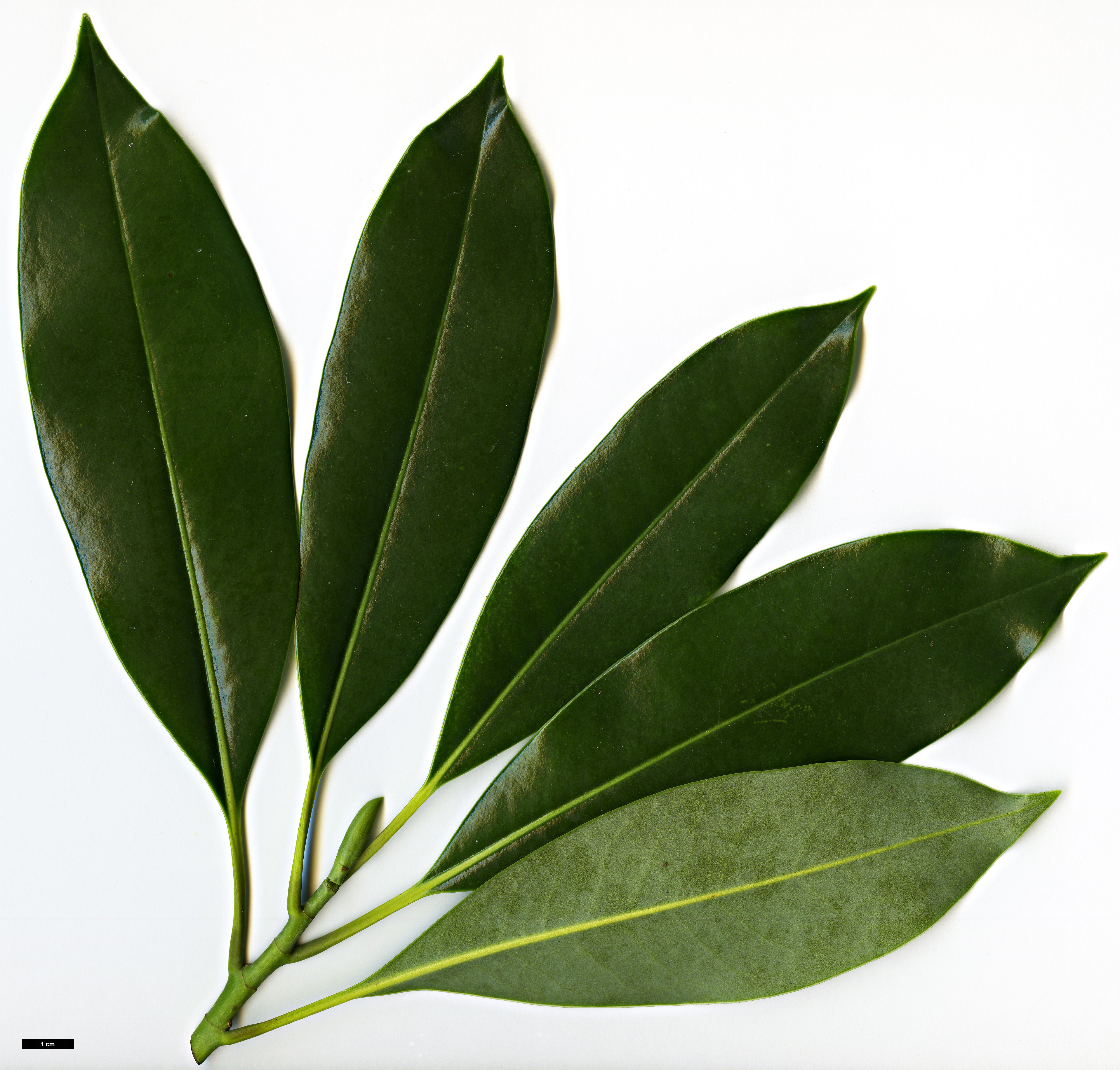 High resolution image: Family: Magnoliaceae - Genus: Magnolia - Taxon: lotungensis