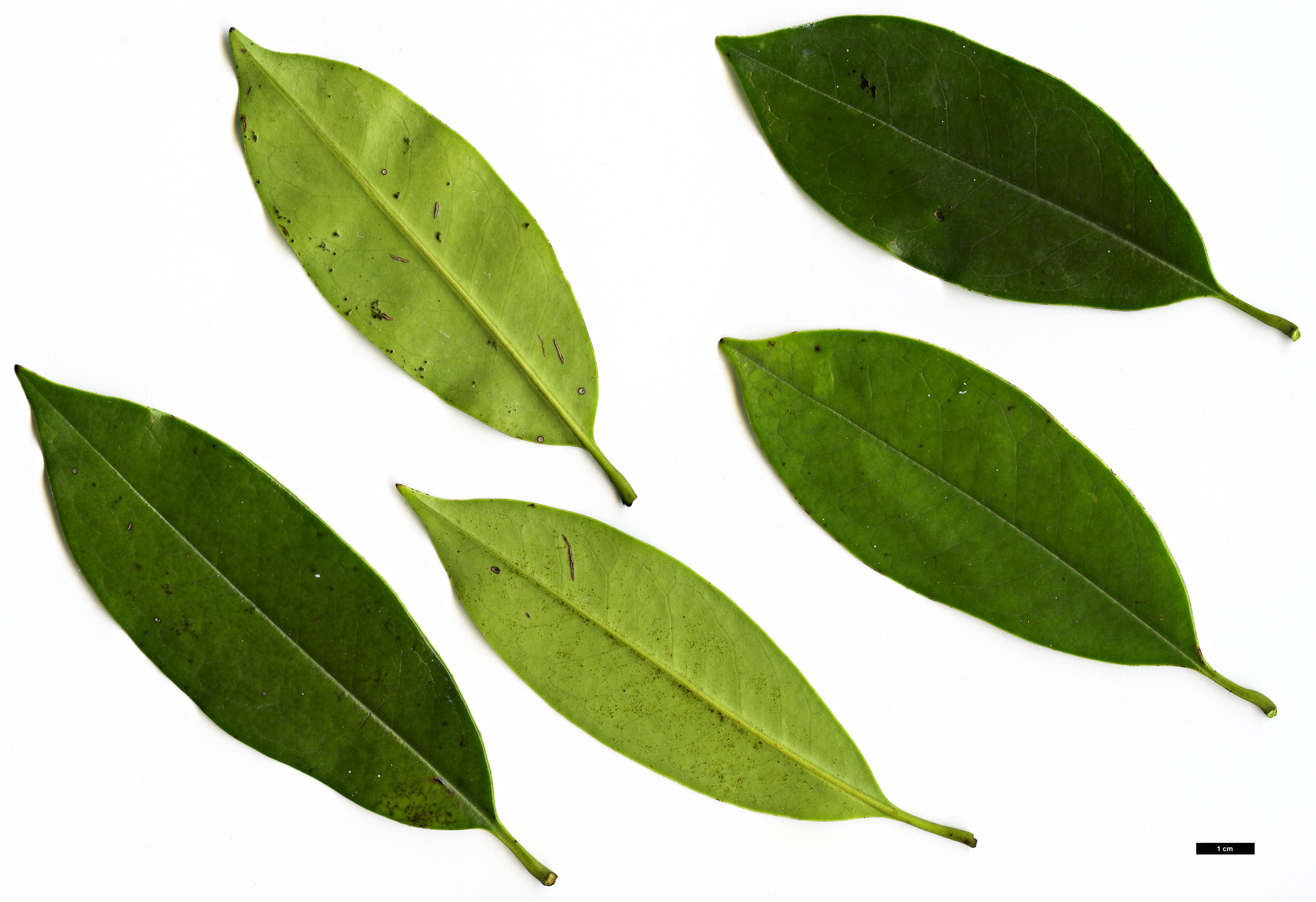 High resolution image: Family: Magnoliaceae - Genus: Magnolia - Taxon: nitida