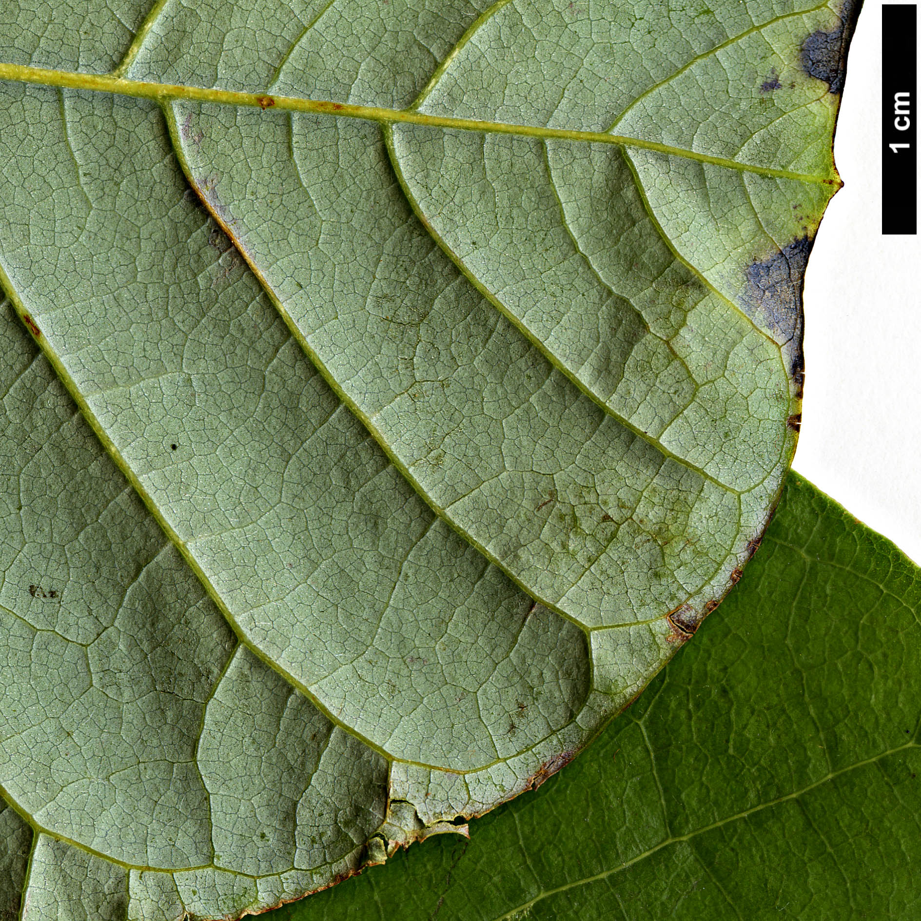High resolution image: Family: Magnoliaceae - Genus: Magnolia - Taxon: officinalis