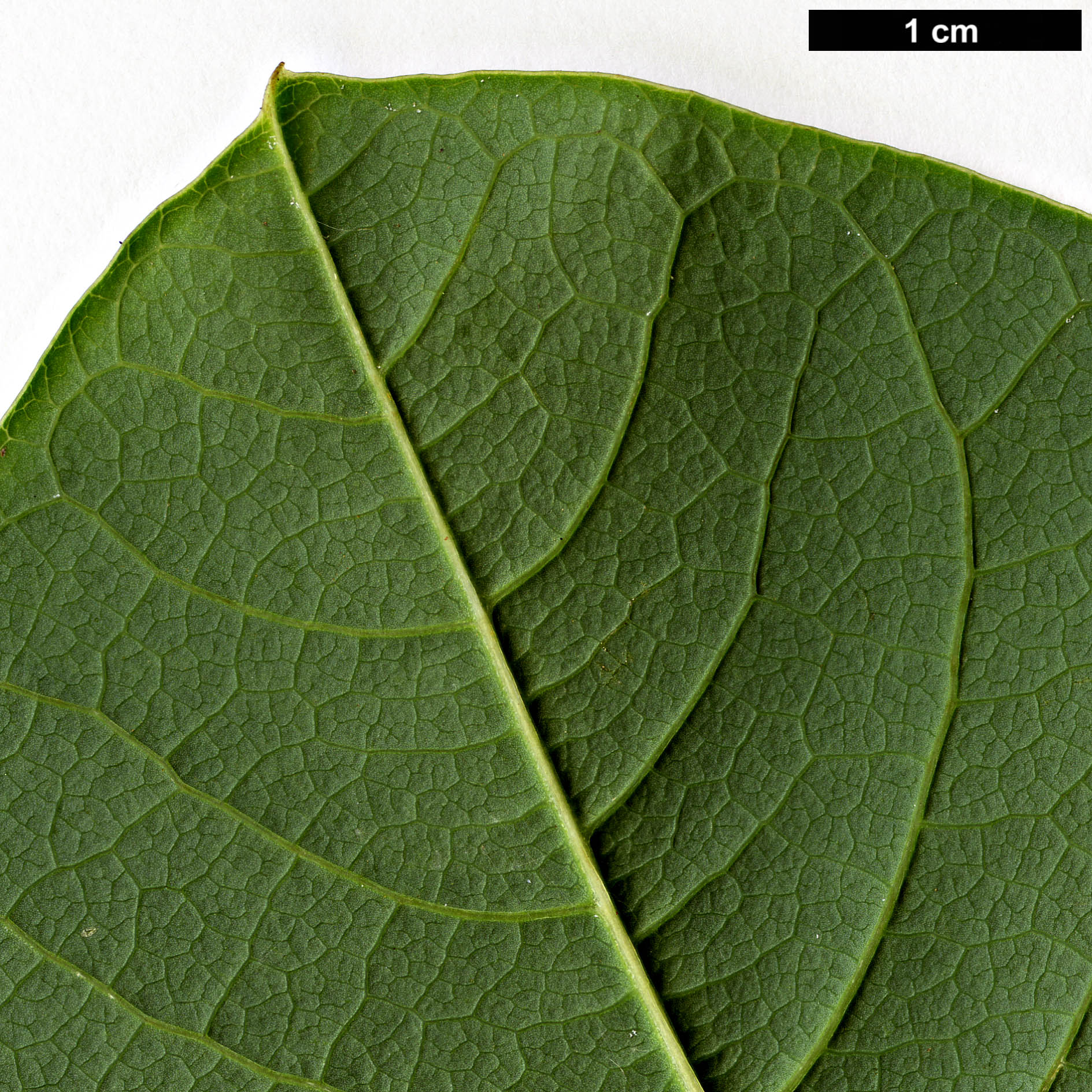 High resolution image: Family: Magnoliaceae - Genus: Magnolia - Taxon: sargentiana