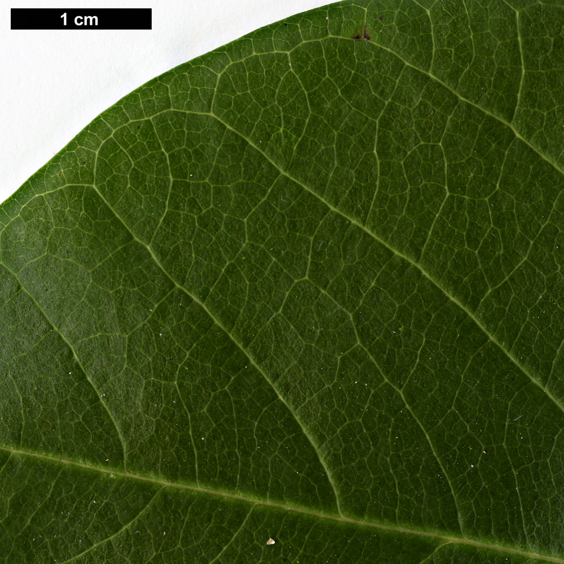 High resolution image: Family: Magnoliaceae - Genus: Magnolia - Taxon: sargentiana