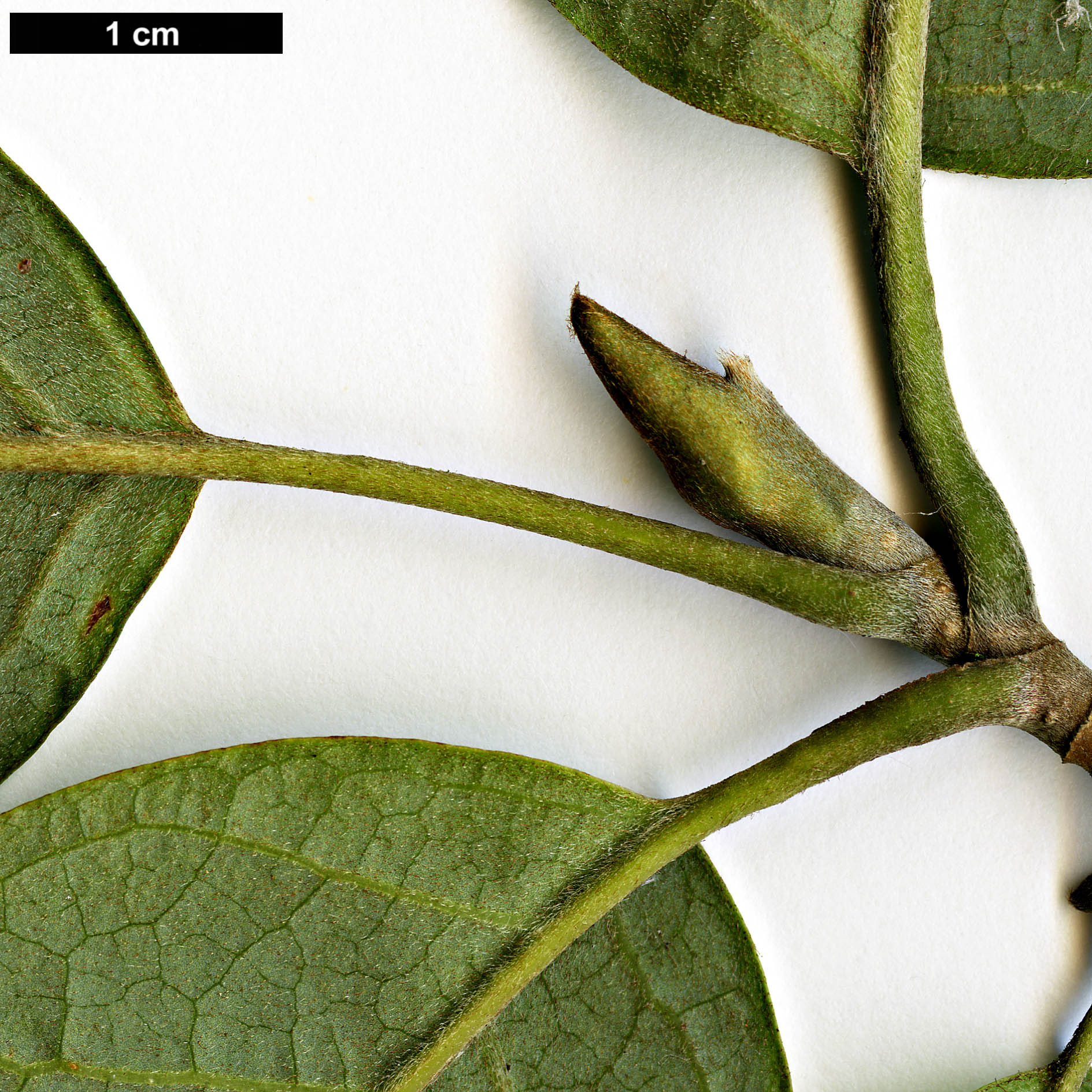 High resolution image: Family: Magnoliaceae - Genus: Magnolia - Taxon: sieboldii