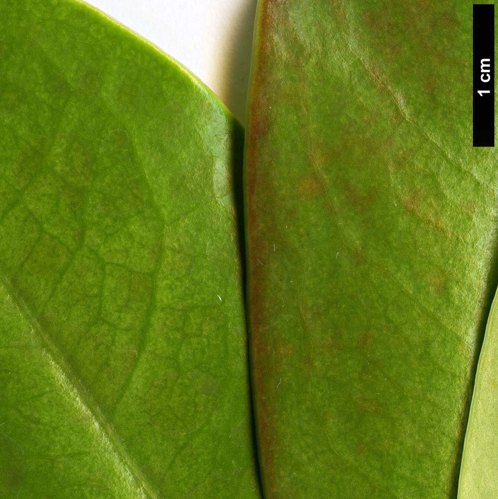 High resolution image: Family: Magnoliaceae - Genus: Magnolia - Taxon: sinica