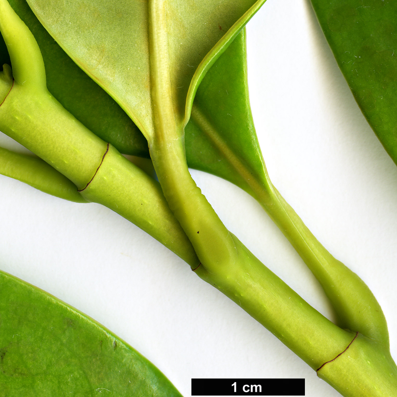 High resolution image: Family: Magnoliaceae - Genus: Magnolia - Taxon: sinica