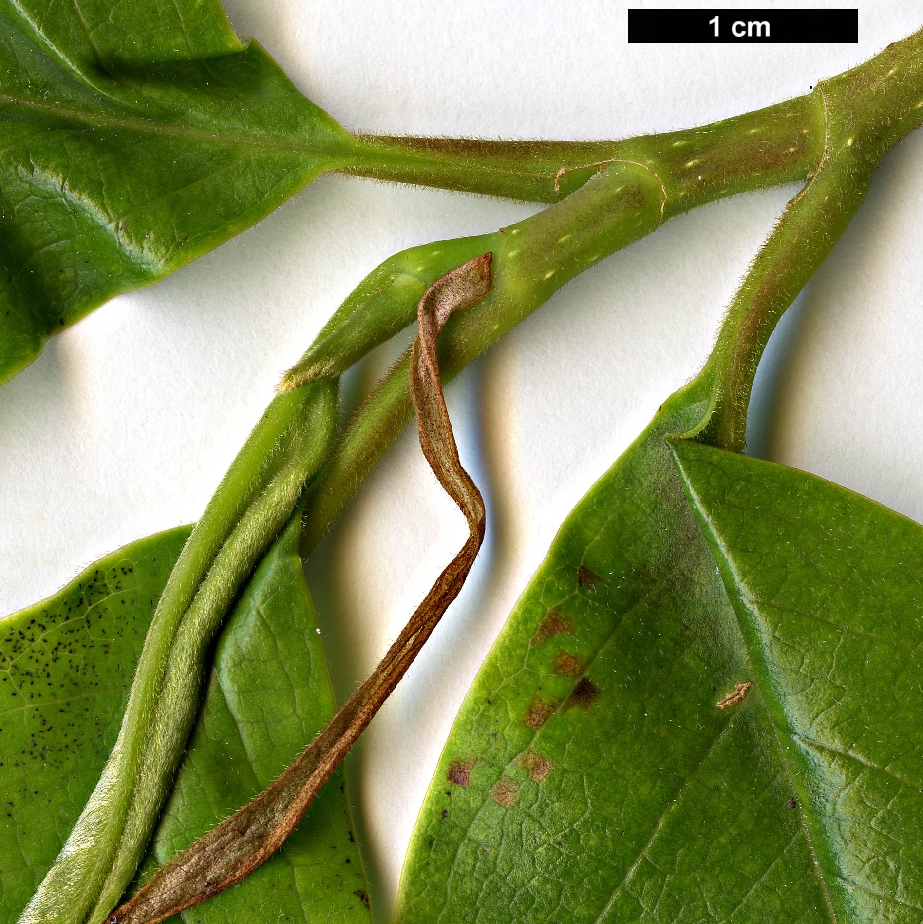 High resolution image: Family: Magnoliaceae - Genus: Magnolia - Taxon: sphaerantha