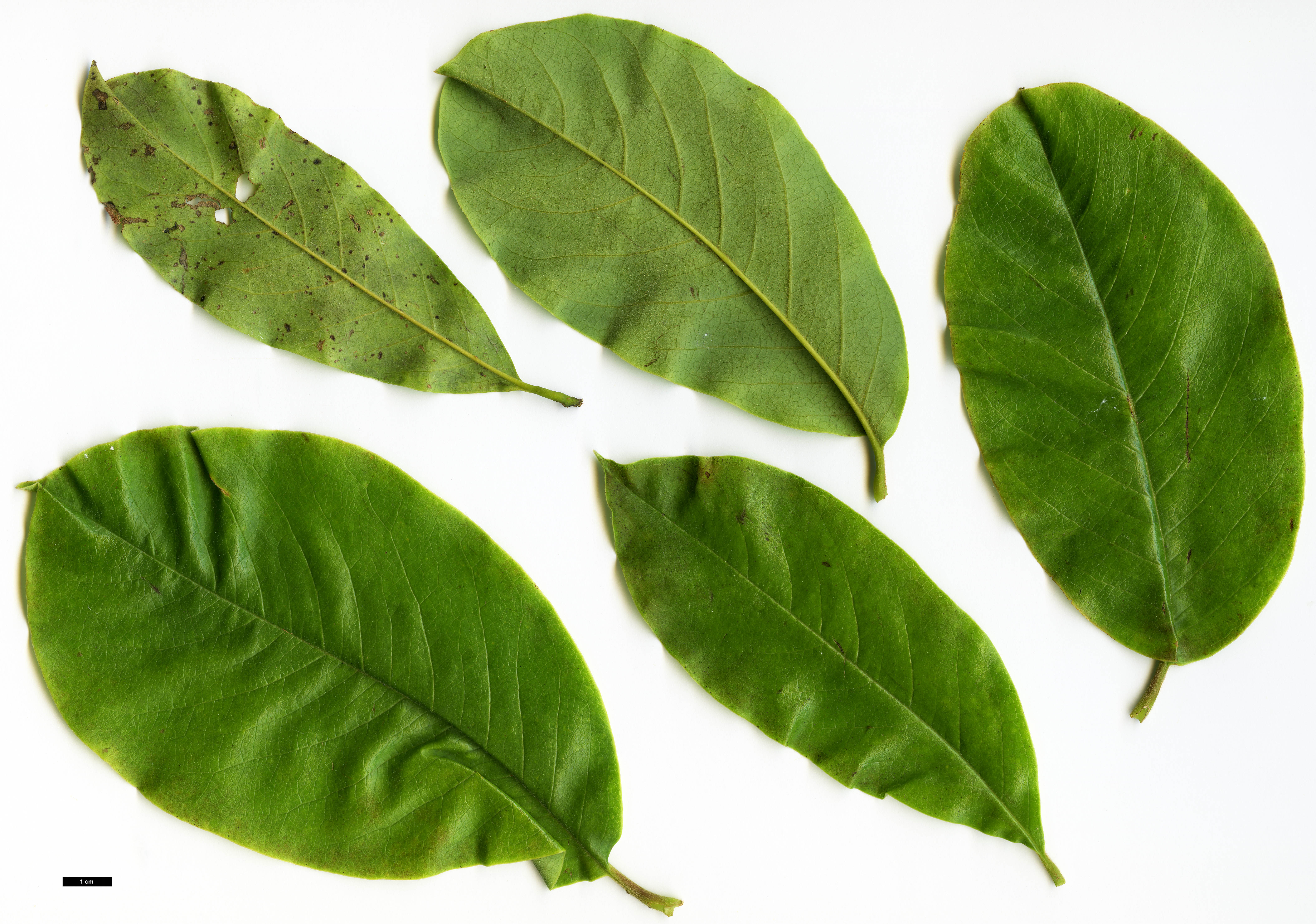High resolution image: Family: Magnoliaceae - Genus: Magnolia - Taxon: sphaerantha