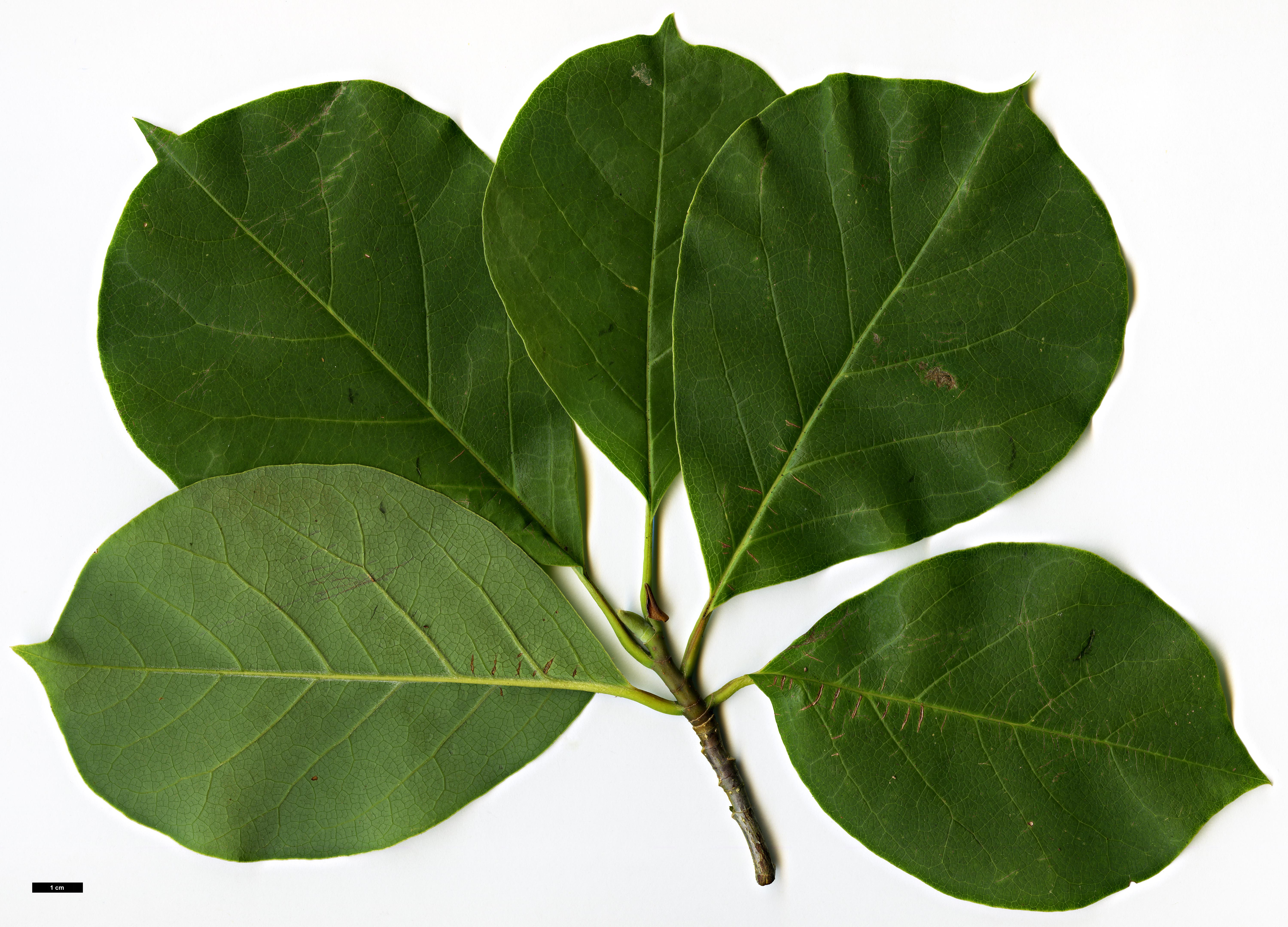 High resolution image: Family: Magnoliaceae - Genus: Magnolia - Taxon: sprengeri