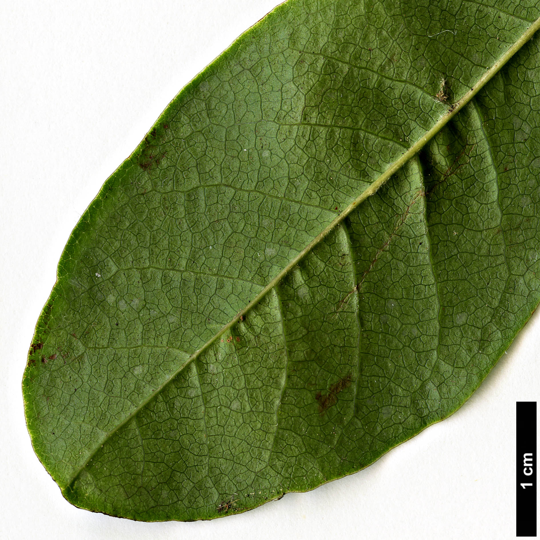 High resolution image: Family: Magnoliaceae - Genus: Magnolia - Taxon: stellata