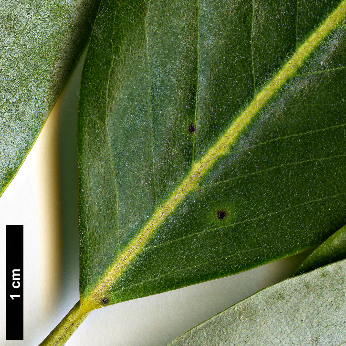 High resolution image: Family: Magnoliaceae - Genus: Magnolia - Taxon: virginiana