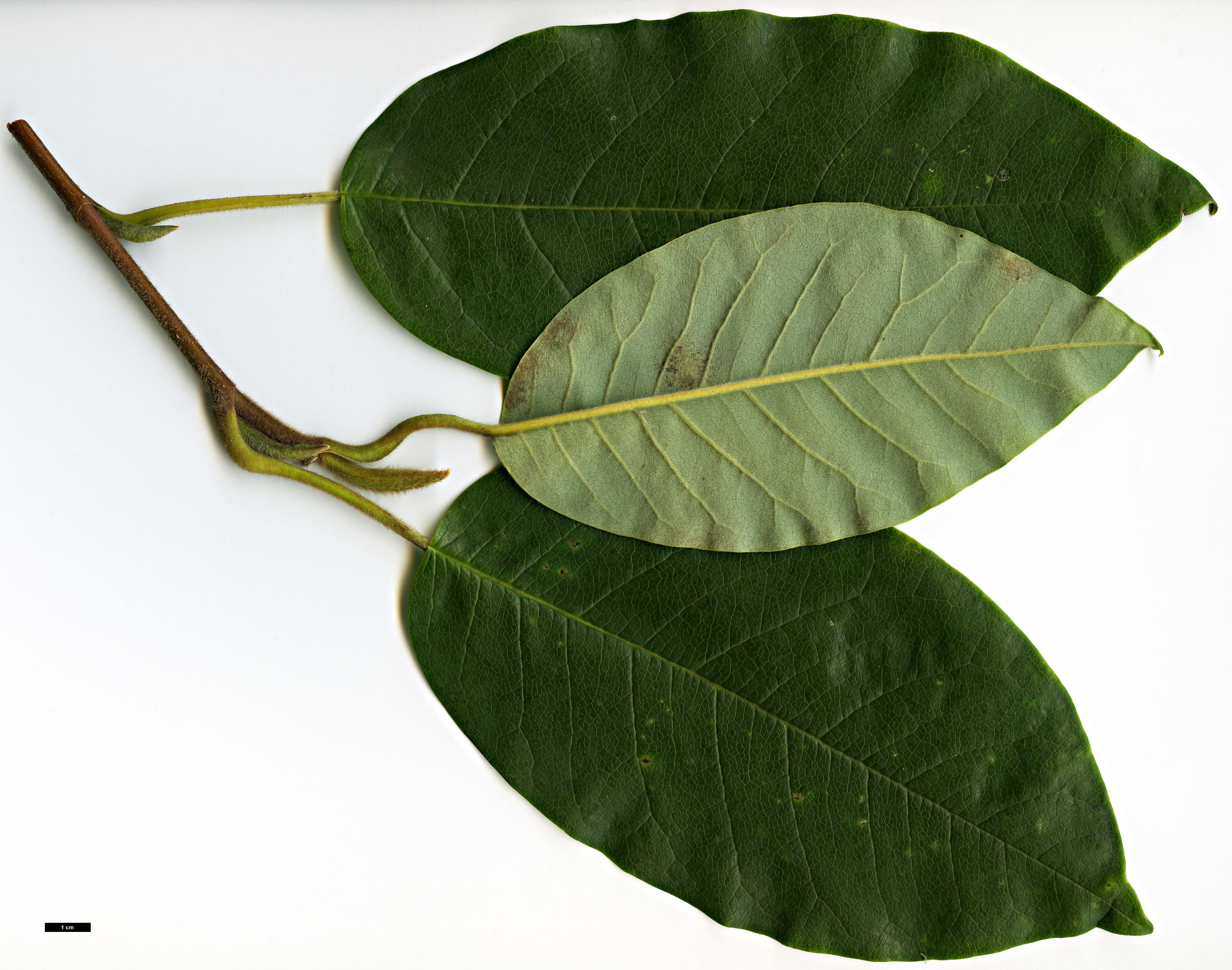 High resolution image: Family: Magnoliaceae - Genus: Magnolia - Taxon: wilsonii