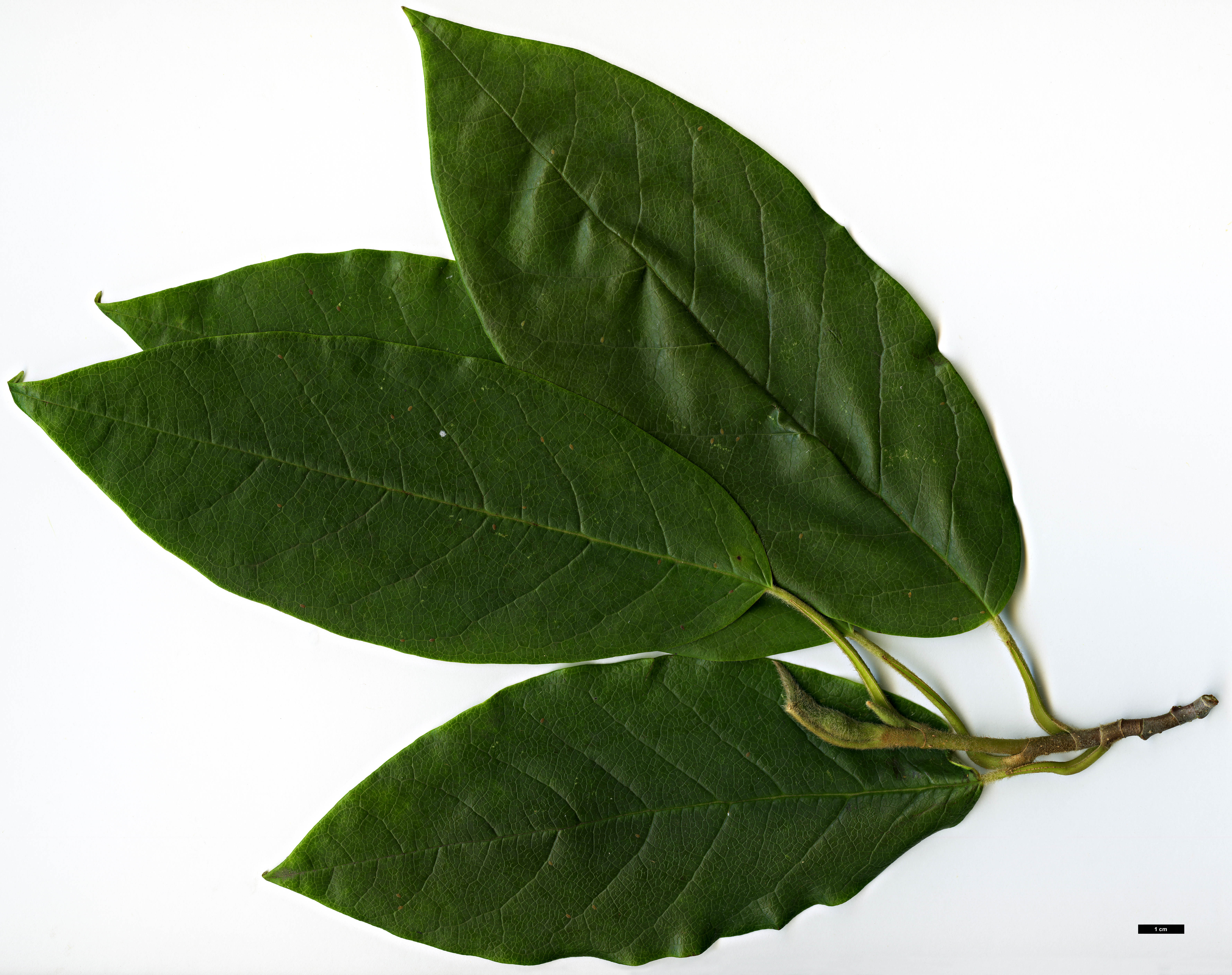 High resolution image: Family: Magnoliaceae - Genus: Magnolia - Taxon: wilsonii