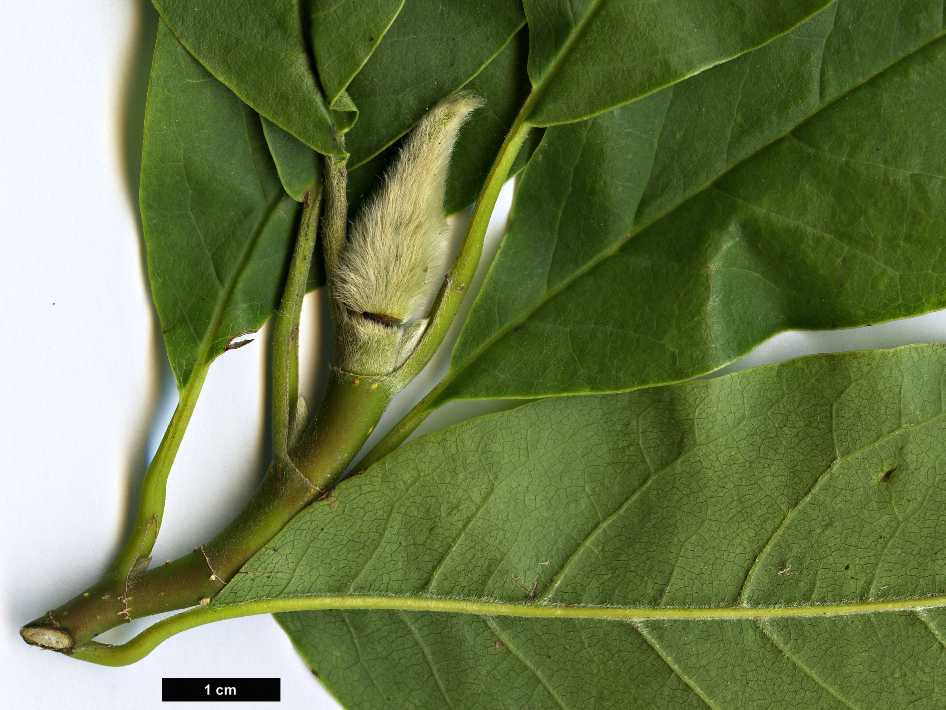 High resolution image: Family: Magnoliaceae - Genus: Magnolia - Taxon: zenii