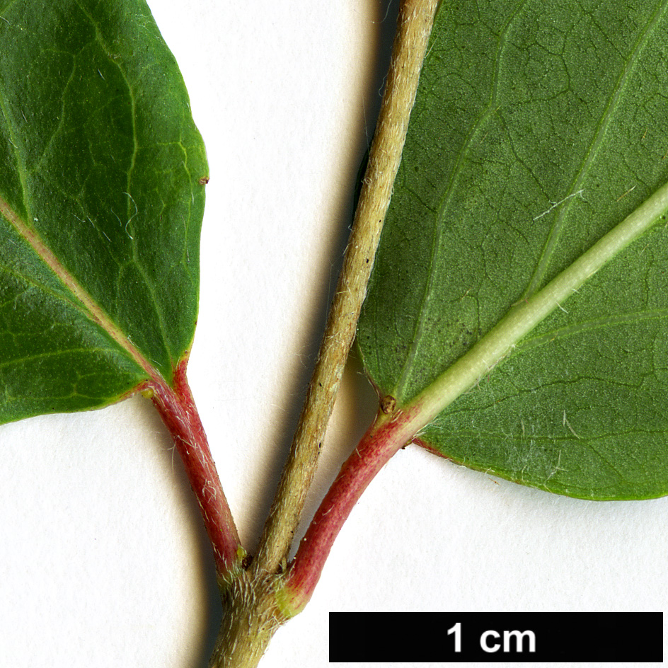 High resolution image: Family: Malpighiaceae - Genus: Heteropterys - Taxon: glabra