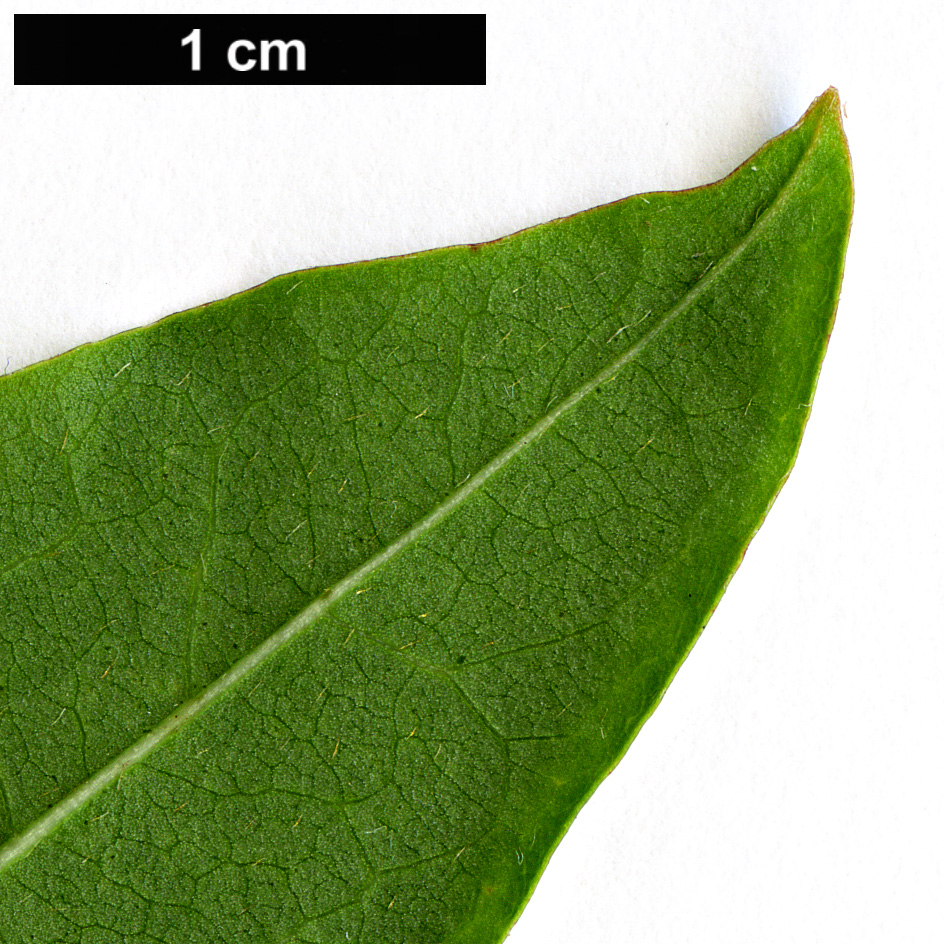 High resolution image: Family: Malpighiaceae - Genus: Heteropterys - Taxon: glabra