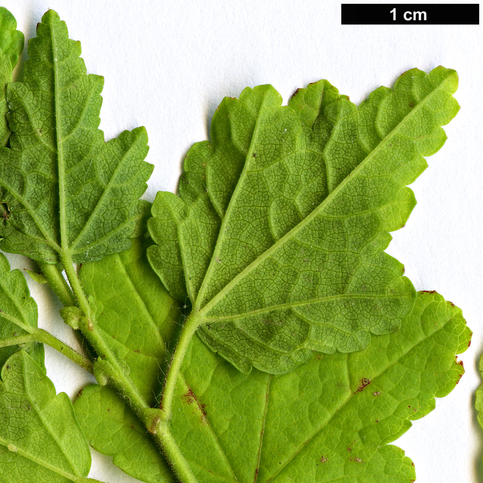 High resolution image: Family: Malvaceae - Genus: Anisodontea - Taxon: capensis