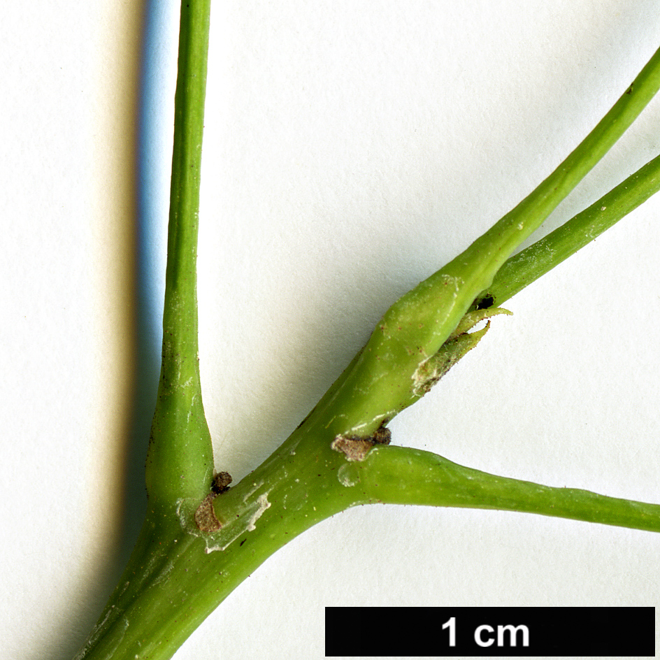 High resolution image: Family: Malvaceae - Genus: Brachychiton - Taxon: populneus