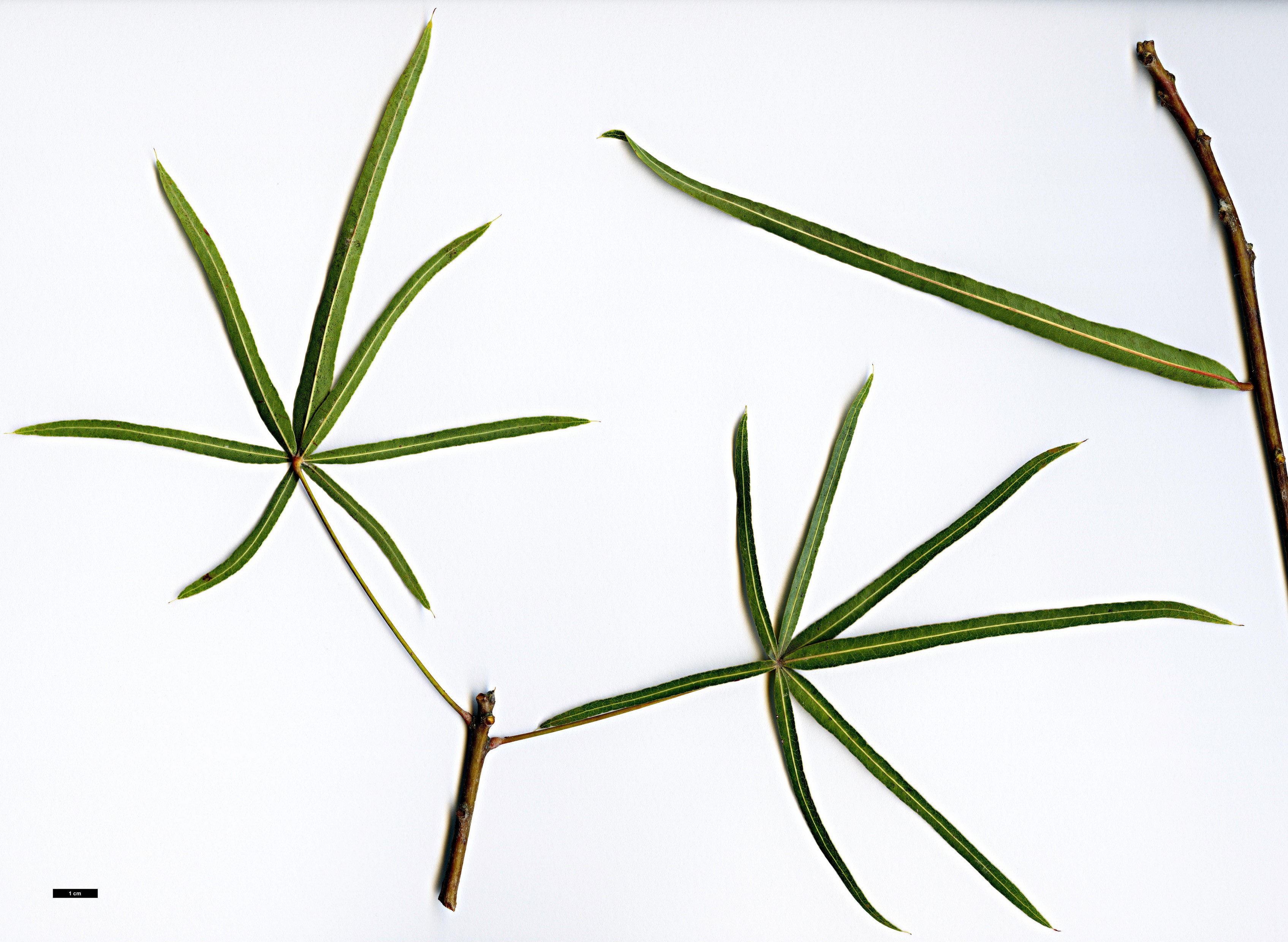 High resolution image: Family: Malvaceae - Genus: Brachychiton - Taxon: rupestris